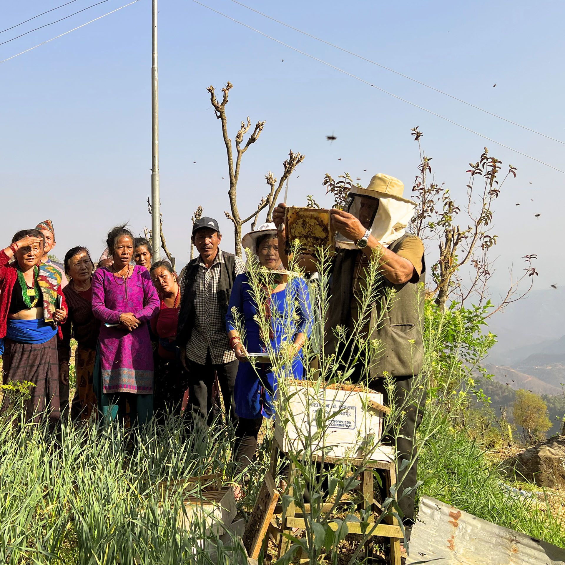 Nepal Bienen