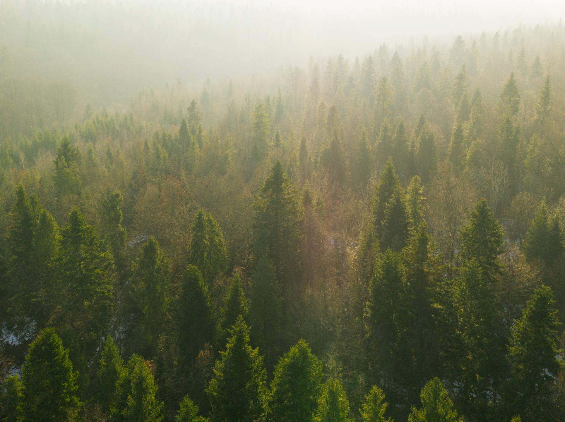 Wald