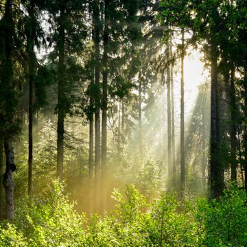 Sonne scheint durch Blaetterdach im Wald