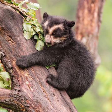 Baer klammert sich an Baumstamm fest