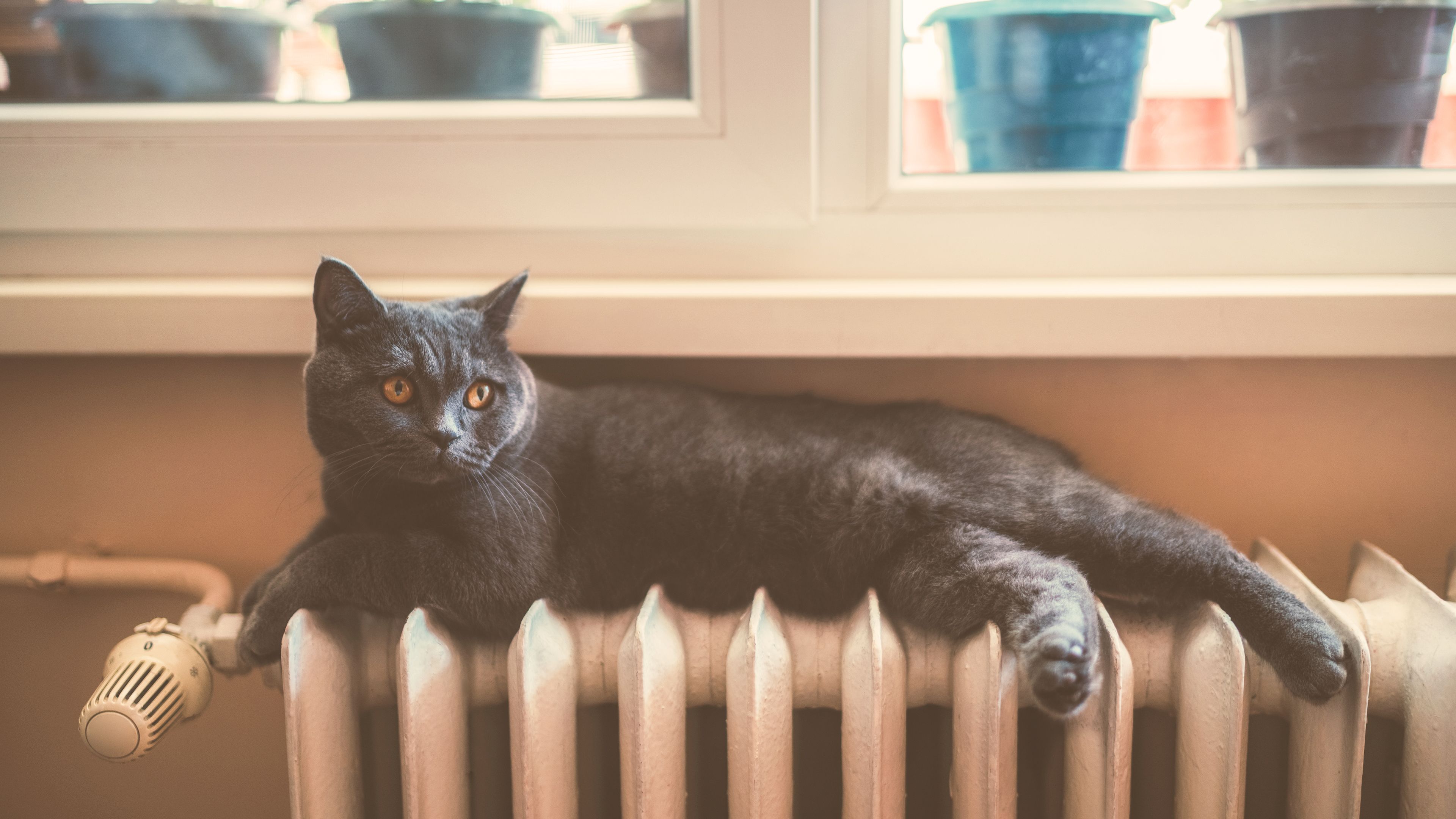 Katze liegt auf Heizkoerper