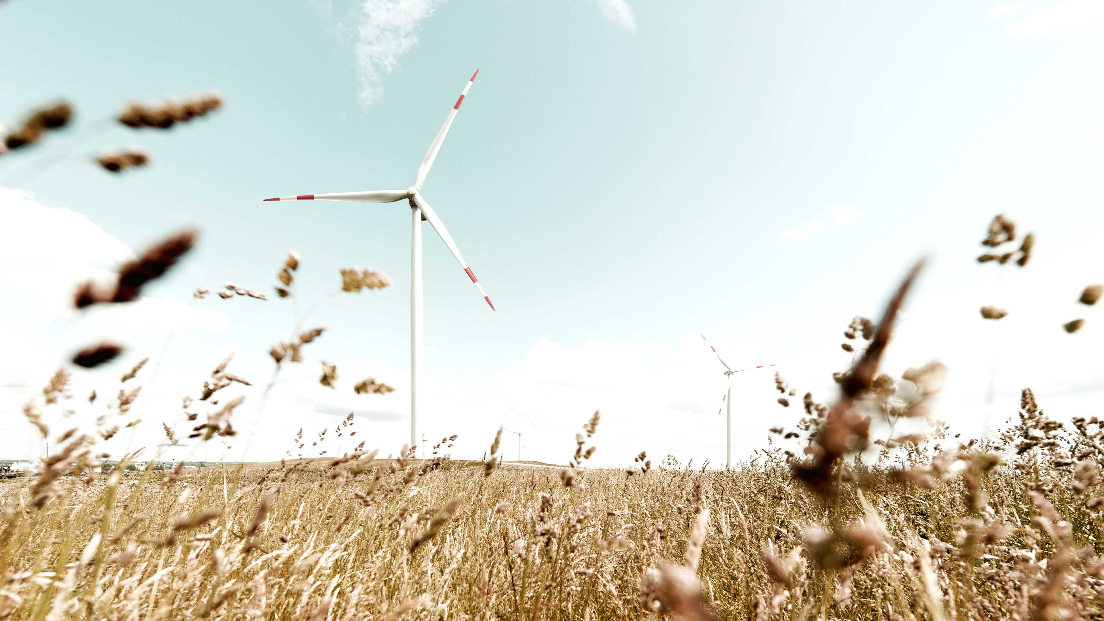Windrad auf einem Kornfeld mit hellblauem Himmel im Hintergrund