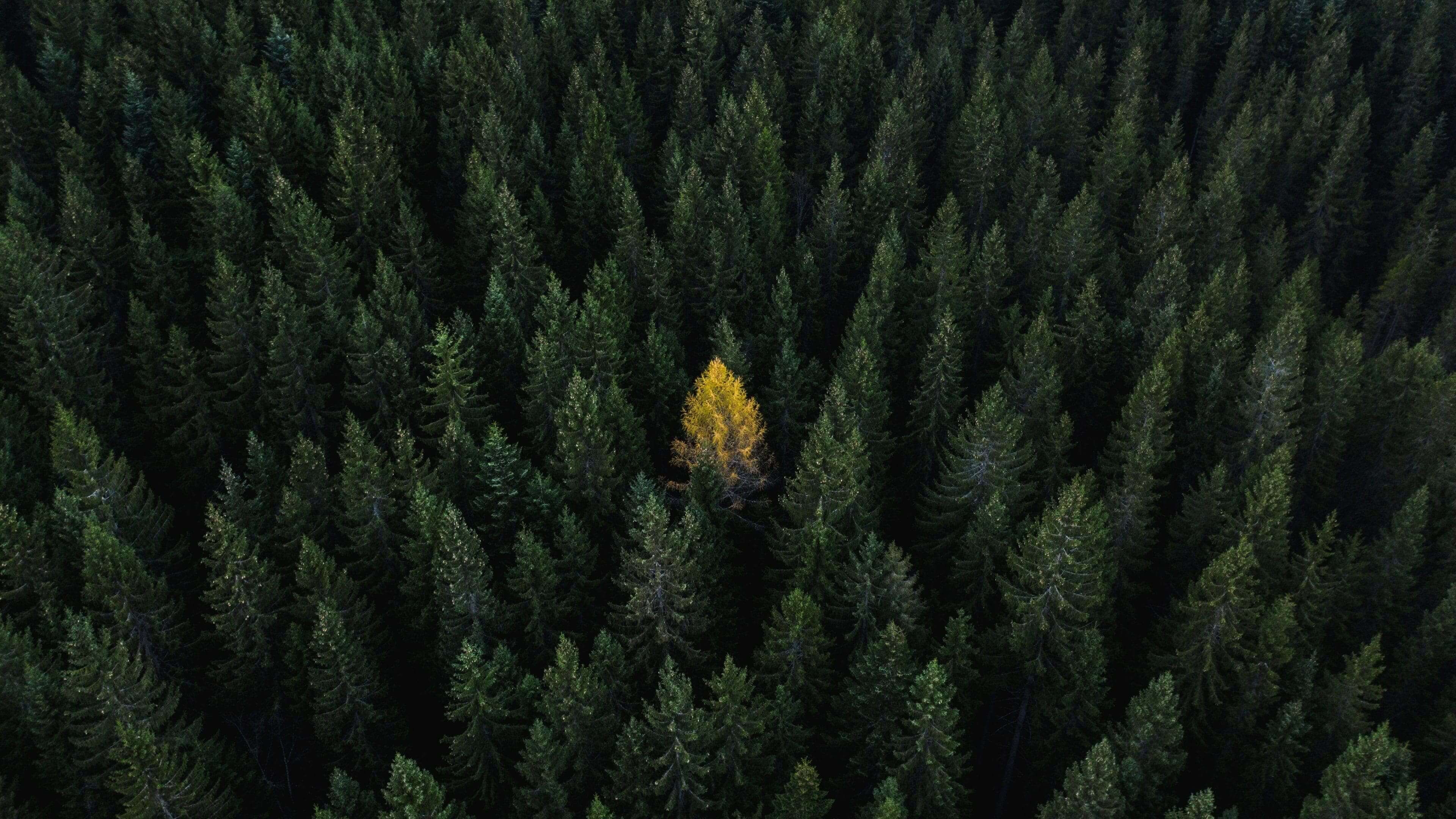 Wald