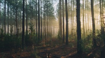 Dichter lichtdurchfluteter Wald