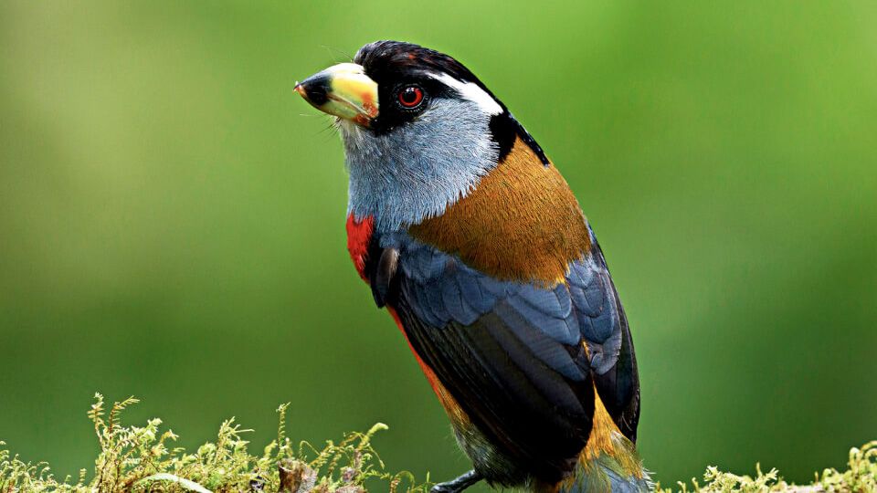 Vogel im Regenwald auf Ast