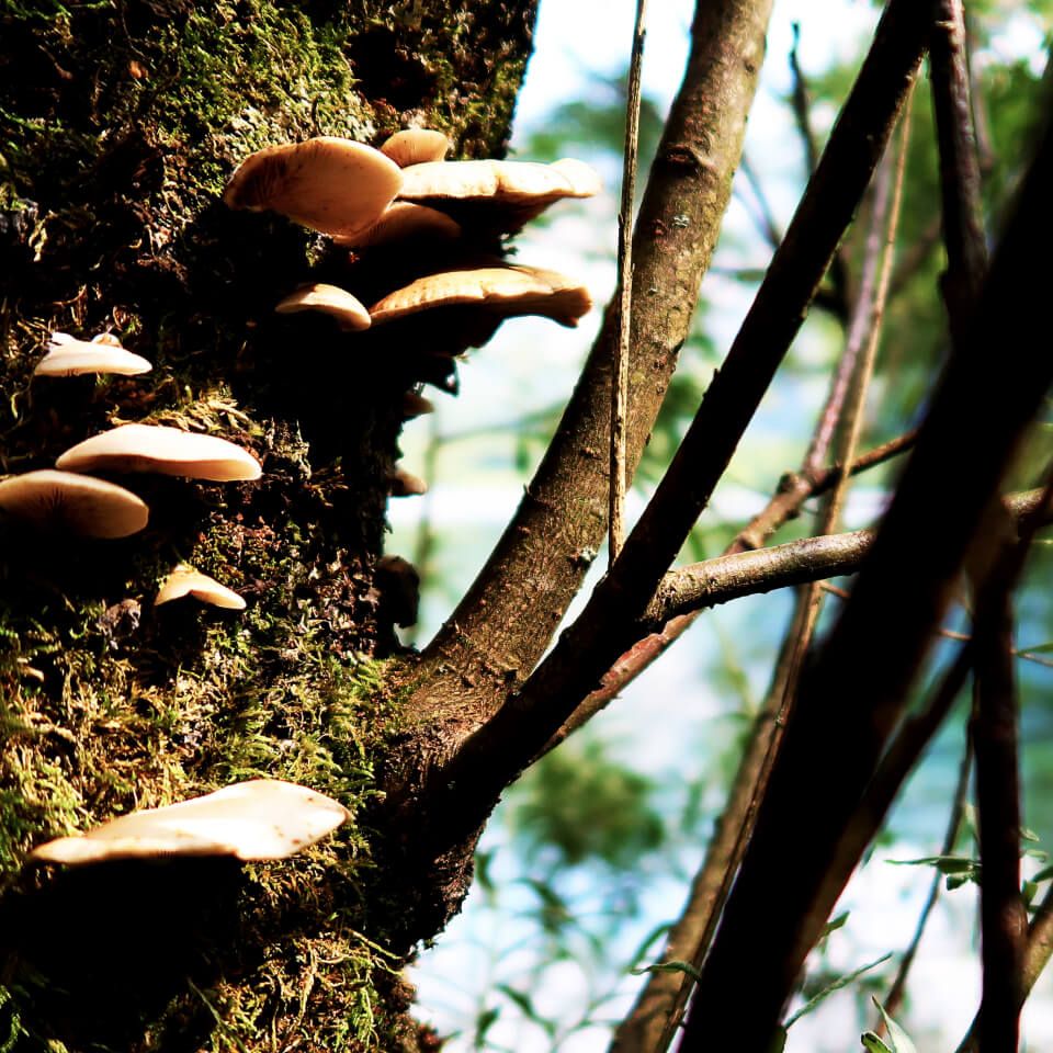 Pilzwachstum am Baum