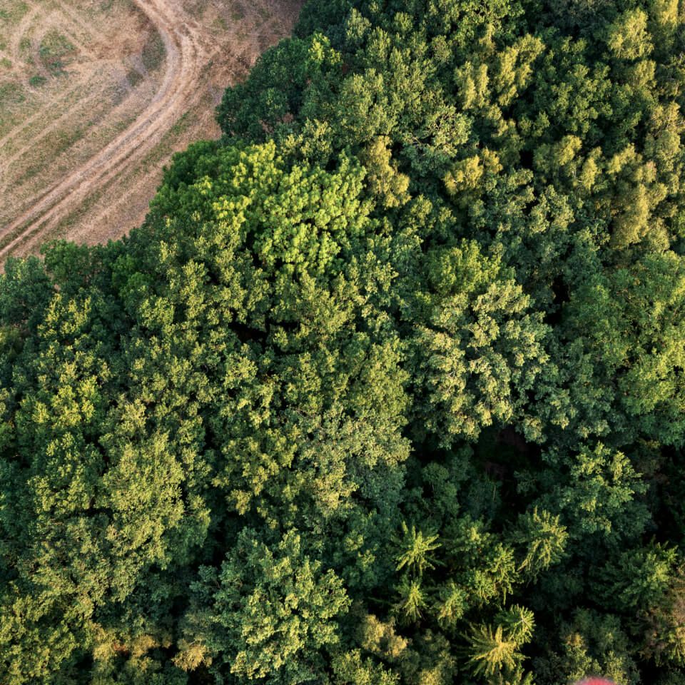 Waldlandschaft von oben