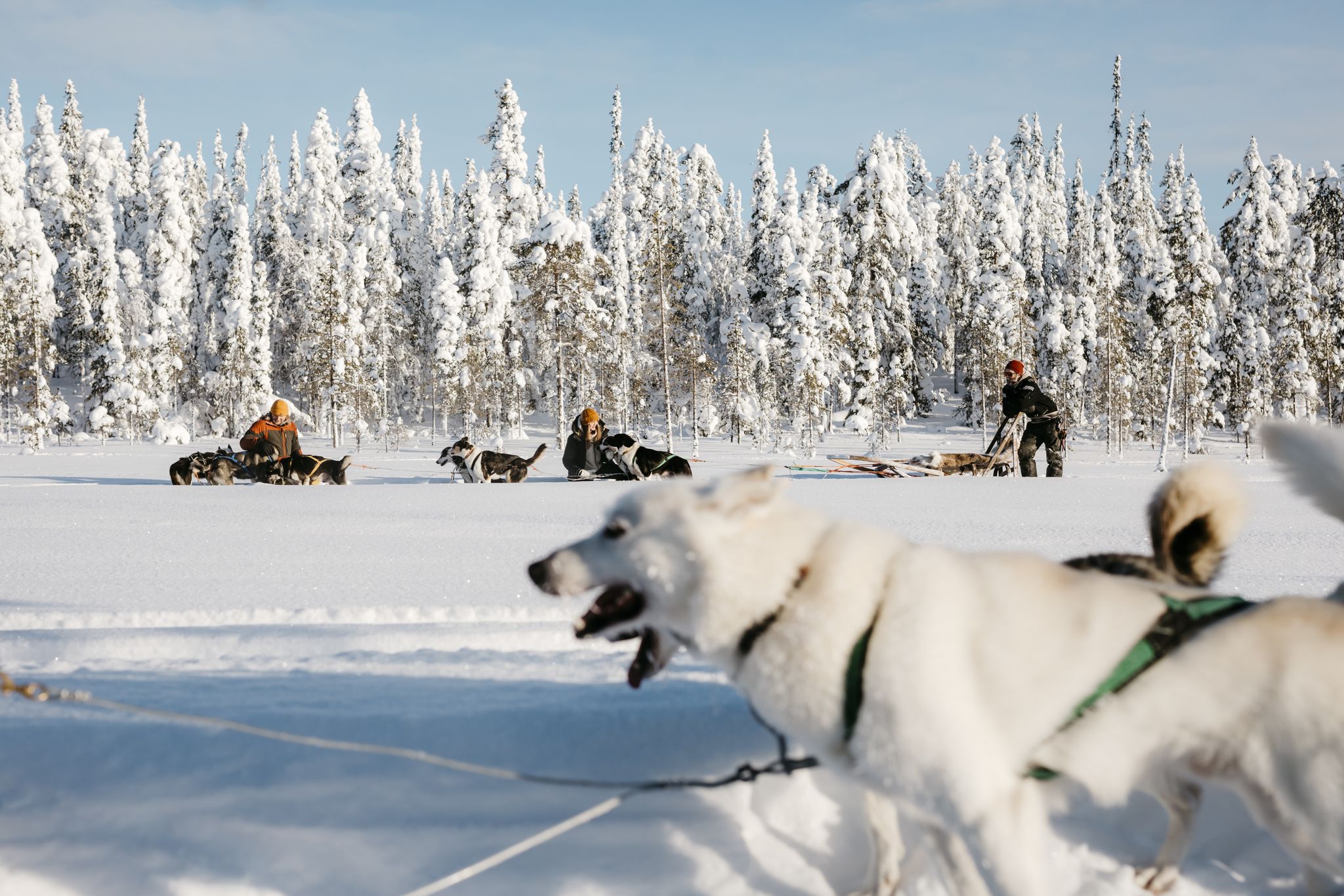 Safari En Tra neau Chiens De Nuit Luosto Lapland Safaris