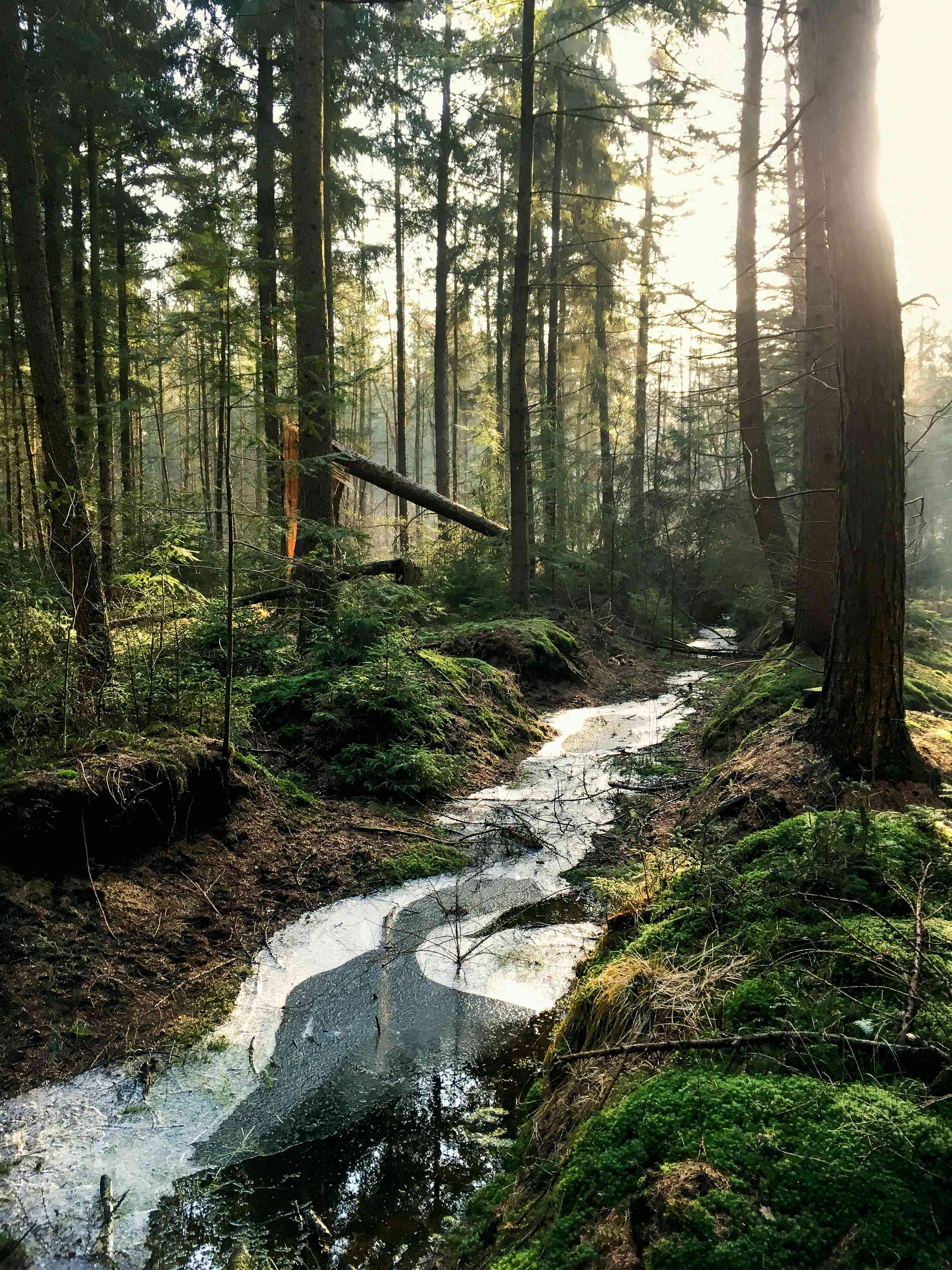 Forêt de zone tempérée