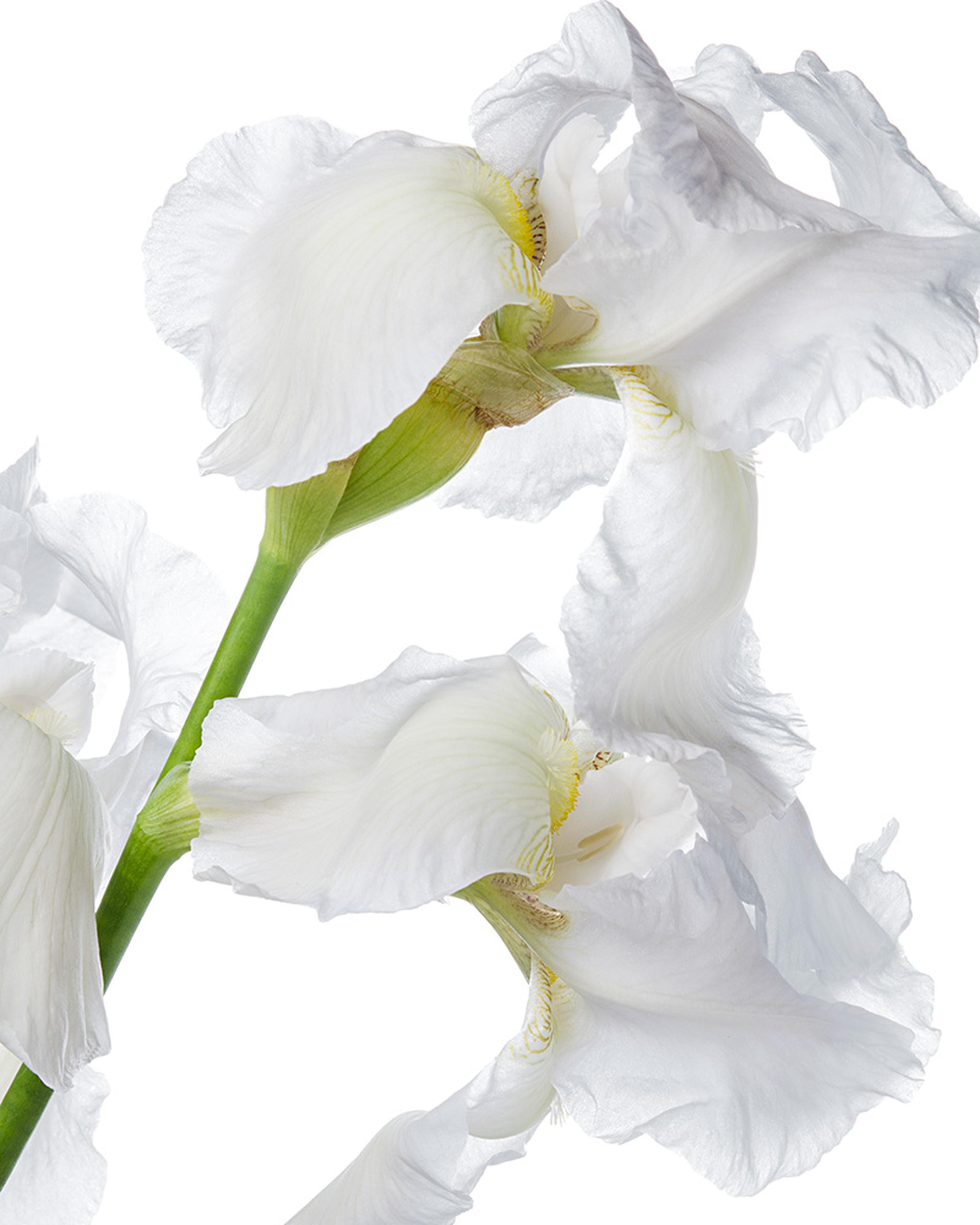Iris efficacy