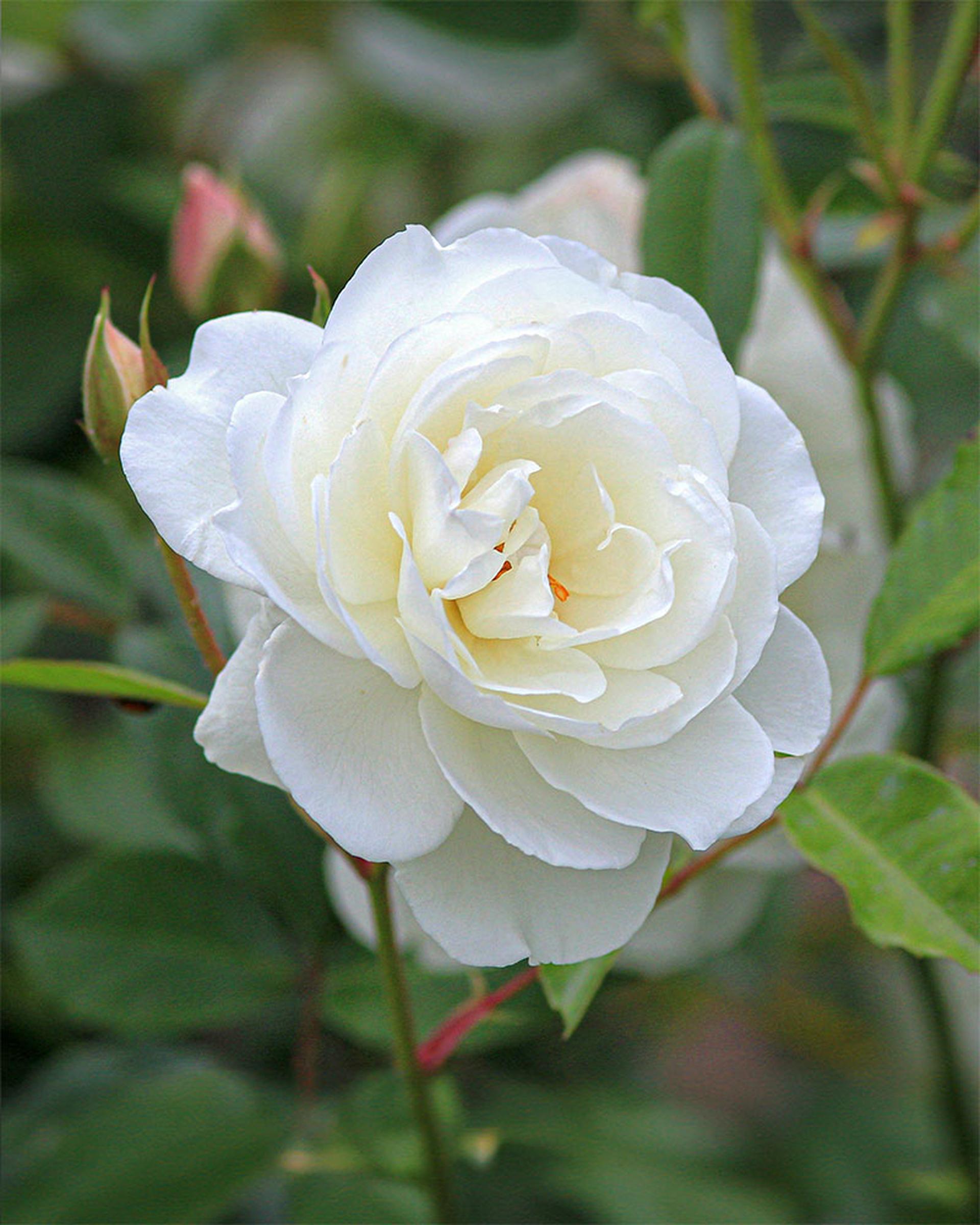 Snow Rose Extract