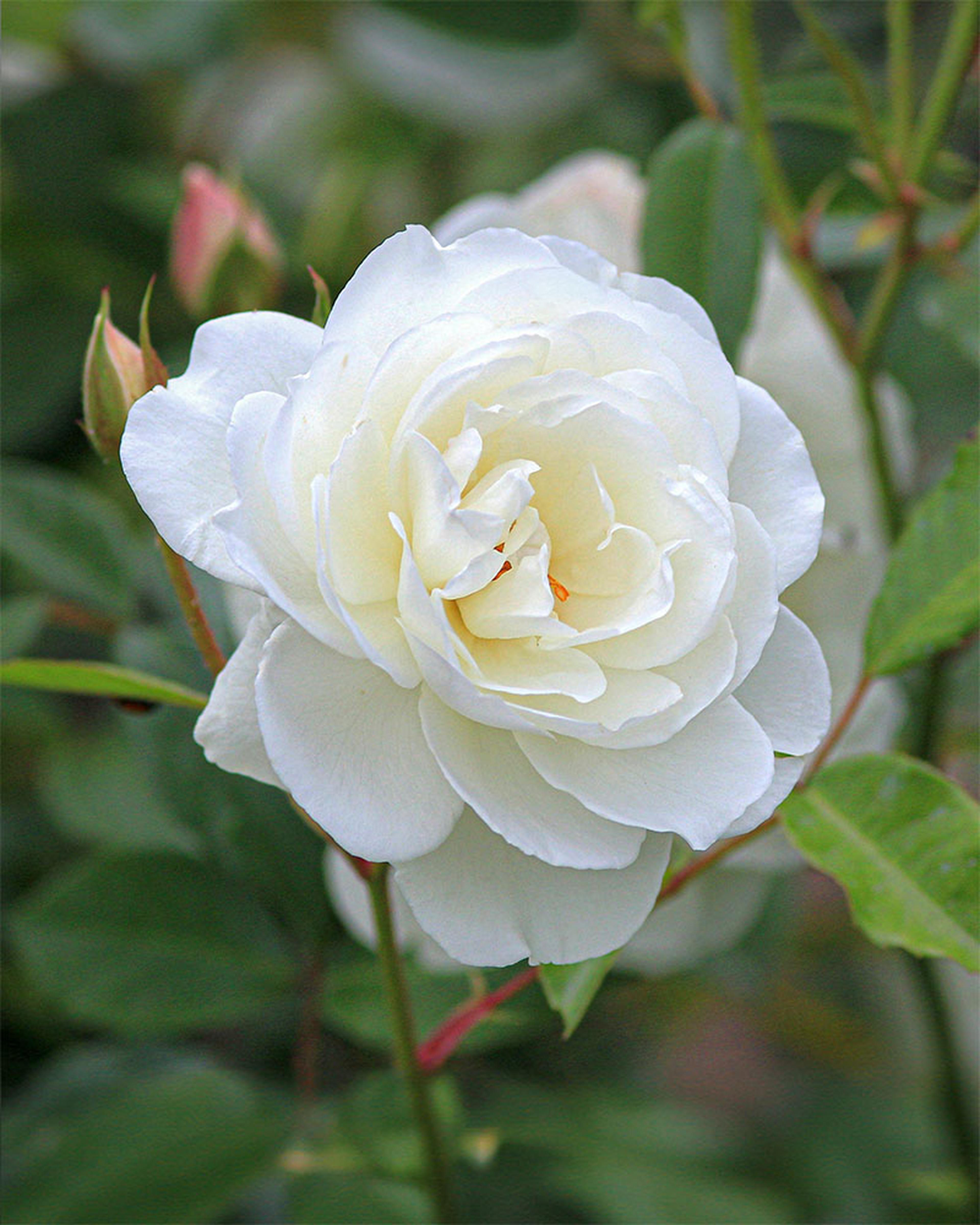 Snow Rose Extract