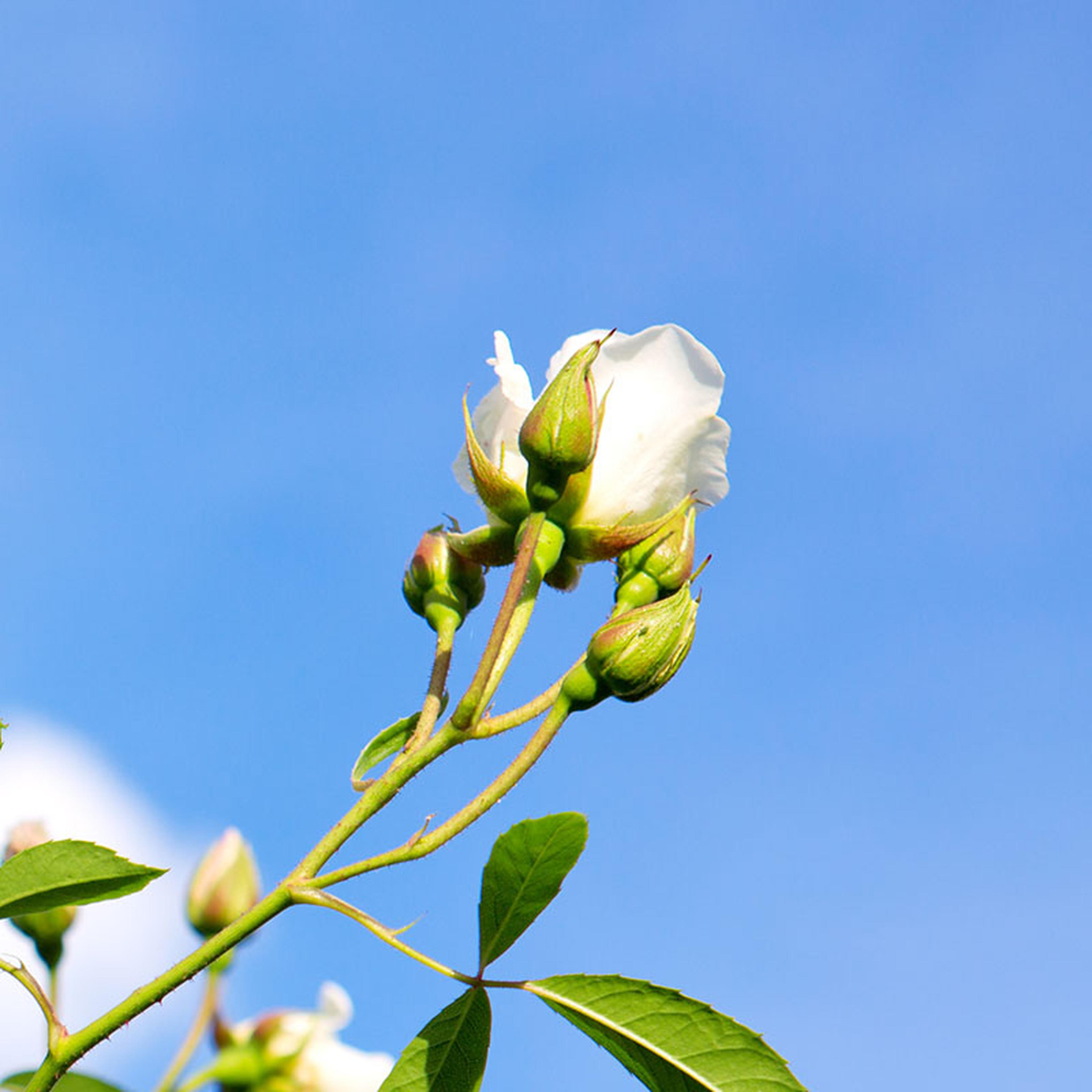 Sustainable ingredient from the Icyland