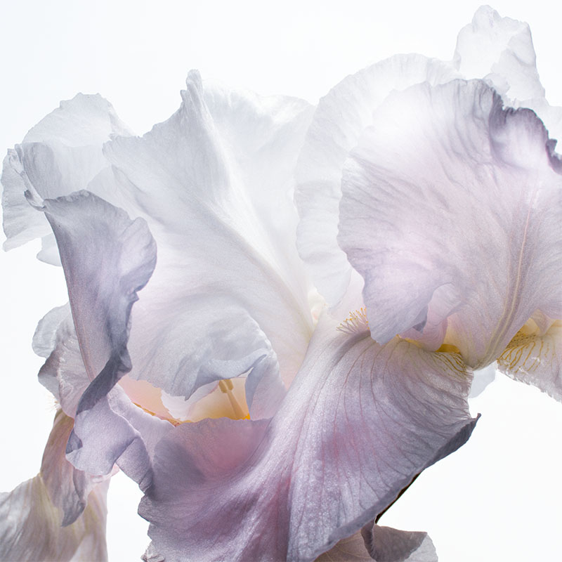 ロサフェア ROSA FAYRE ロサ アンバー クリスタル スノー クリーム ロサ アンバー クリスタル スノー クリーム | ROSA FAYRE（ロサ