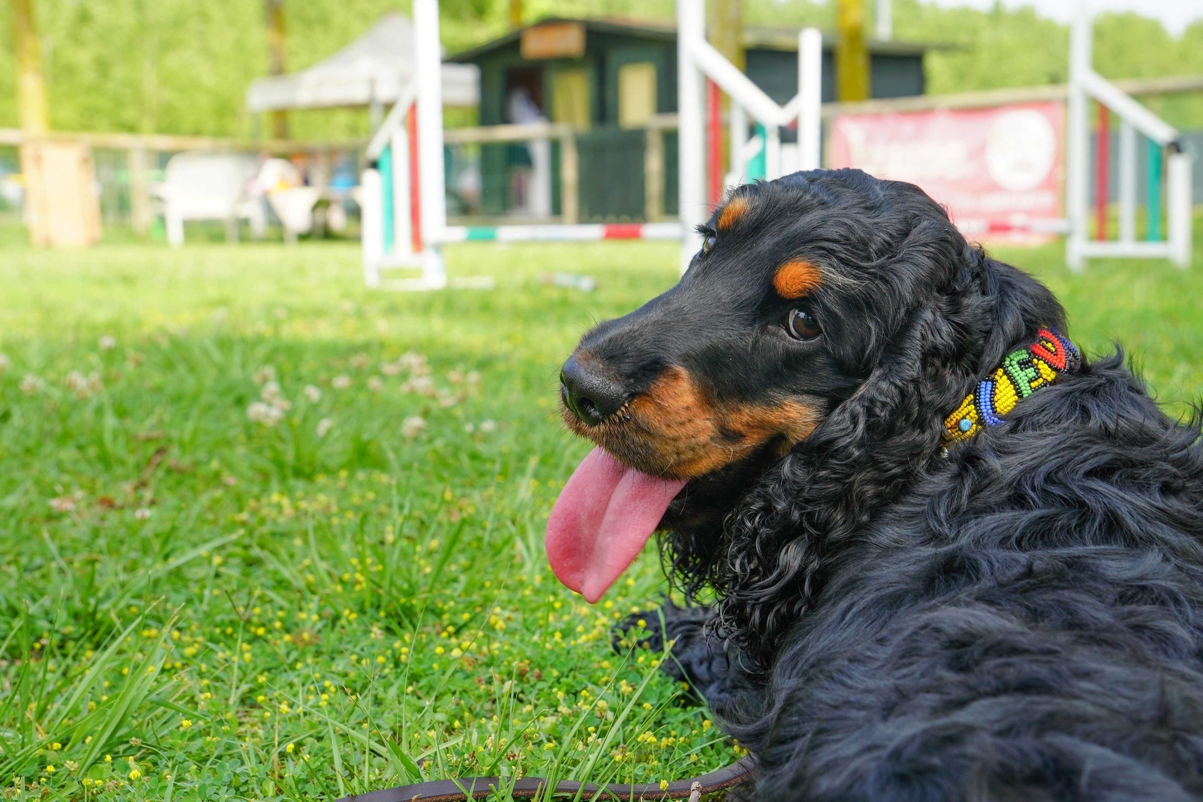 cane in campeggio