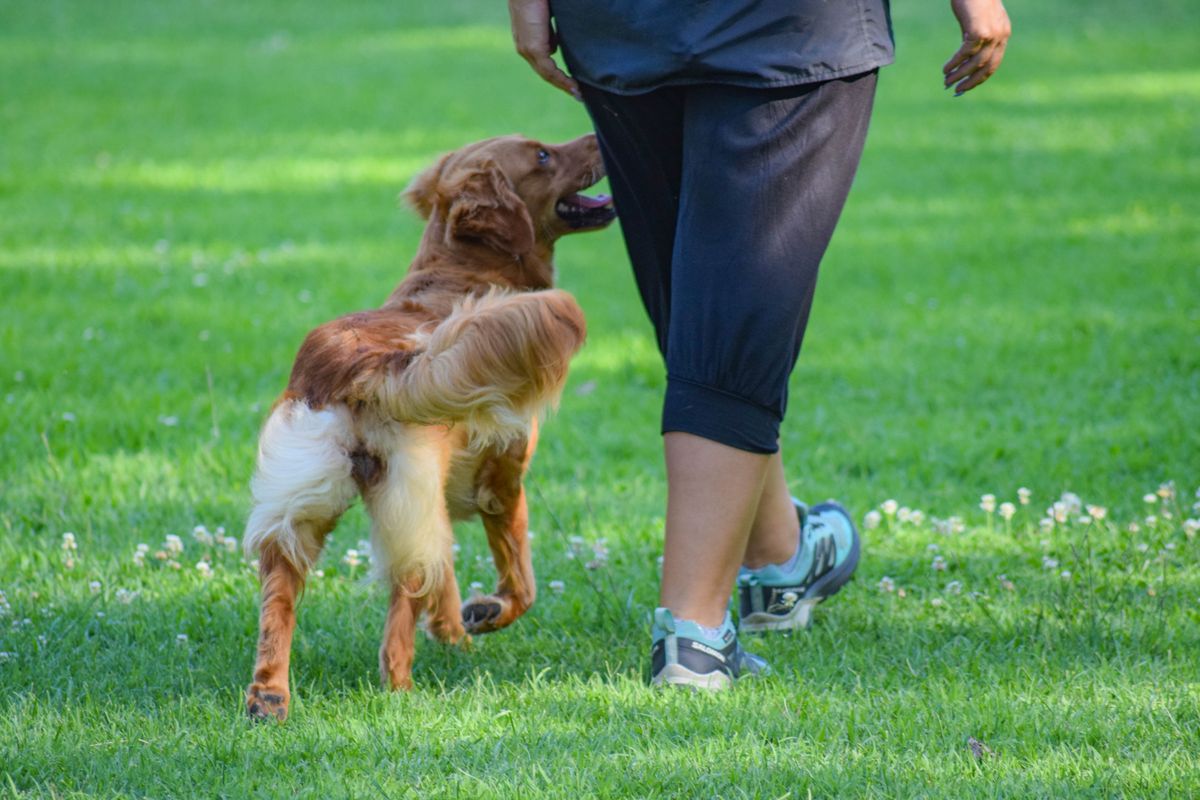 Dog Camp: services and swimming pools for your dog