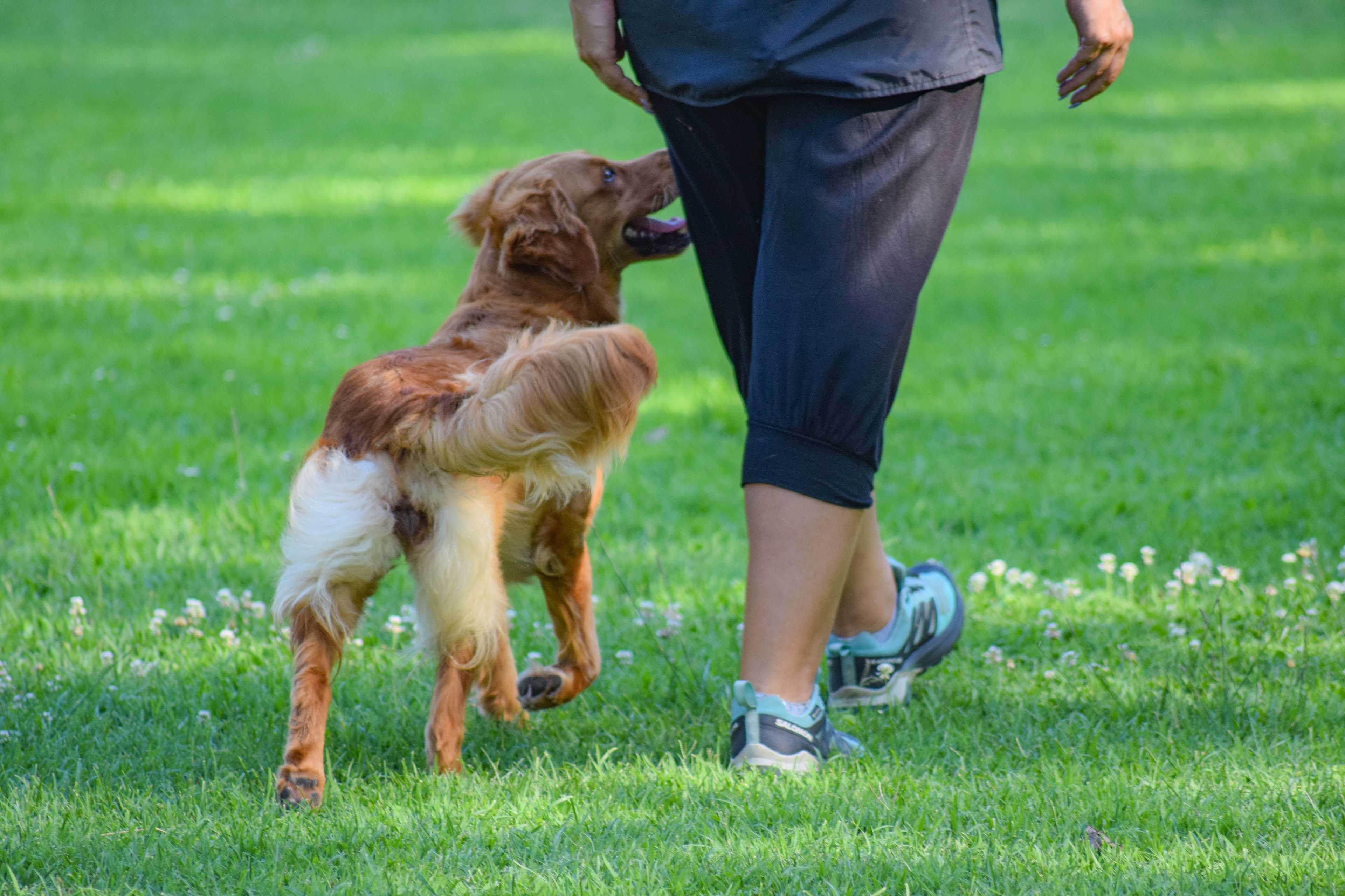 cane all'agility dog camp