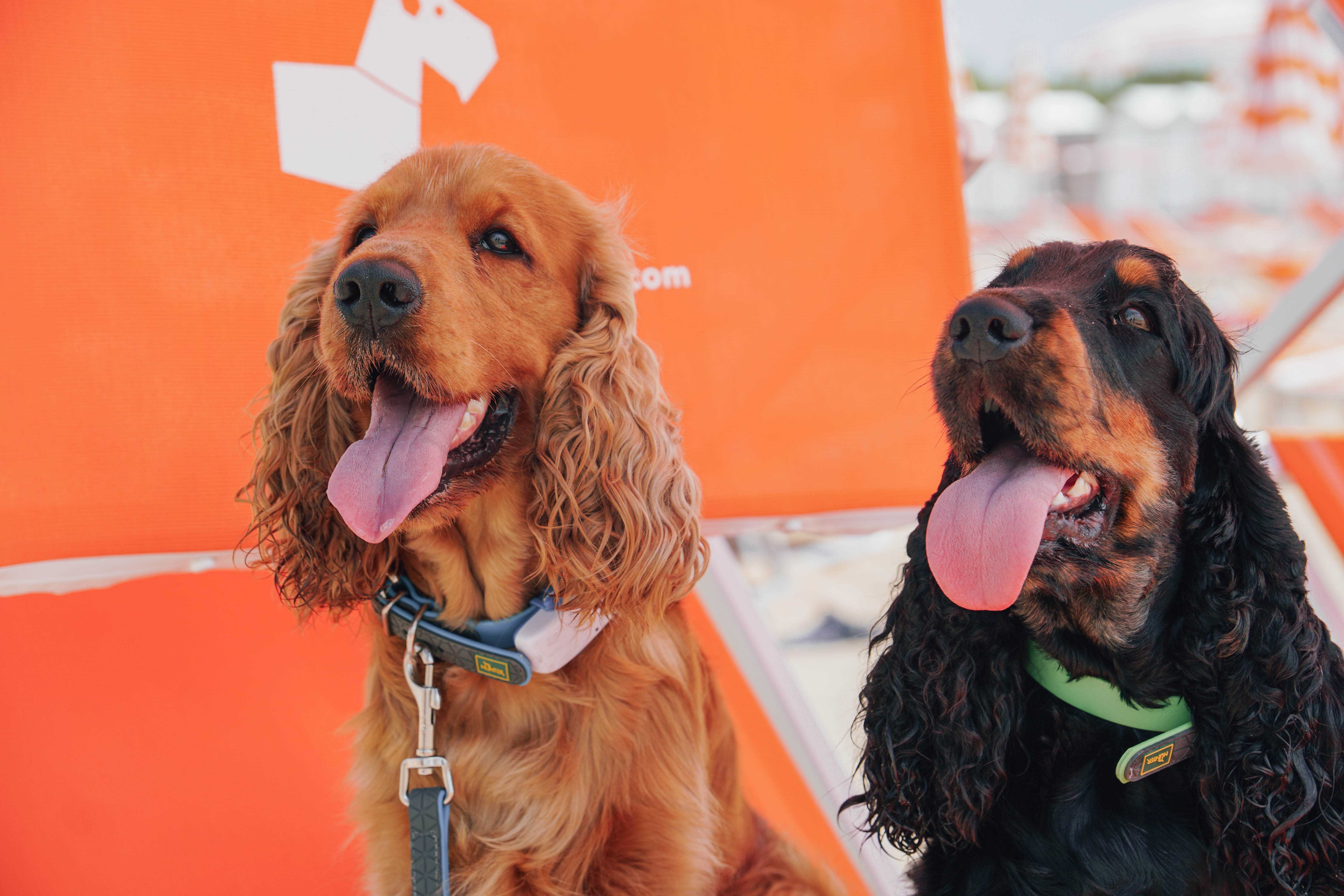 Incontri dedicati alla gestione del cane in vacanza 