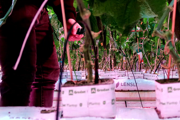 Digitale oogst. Hoe IT de tuinbouw toekomstbestendig maakt.