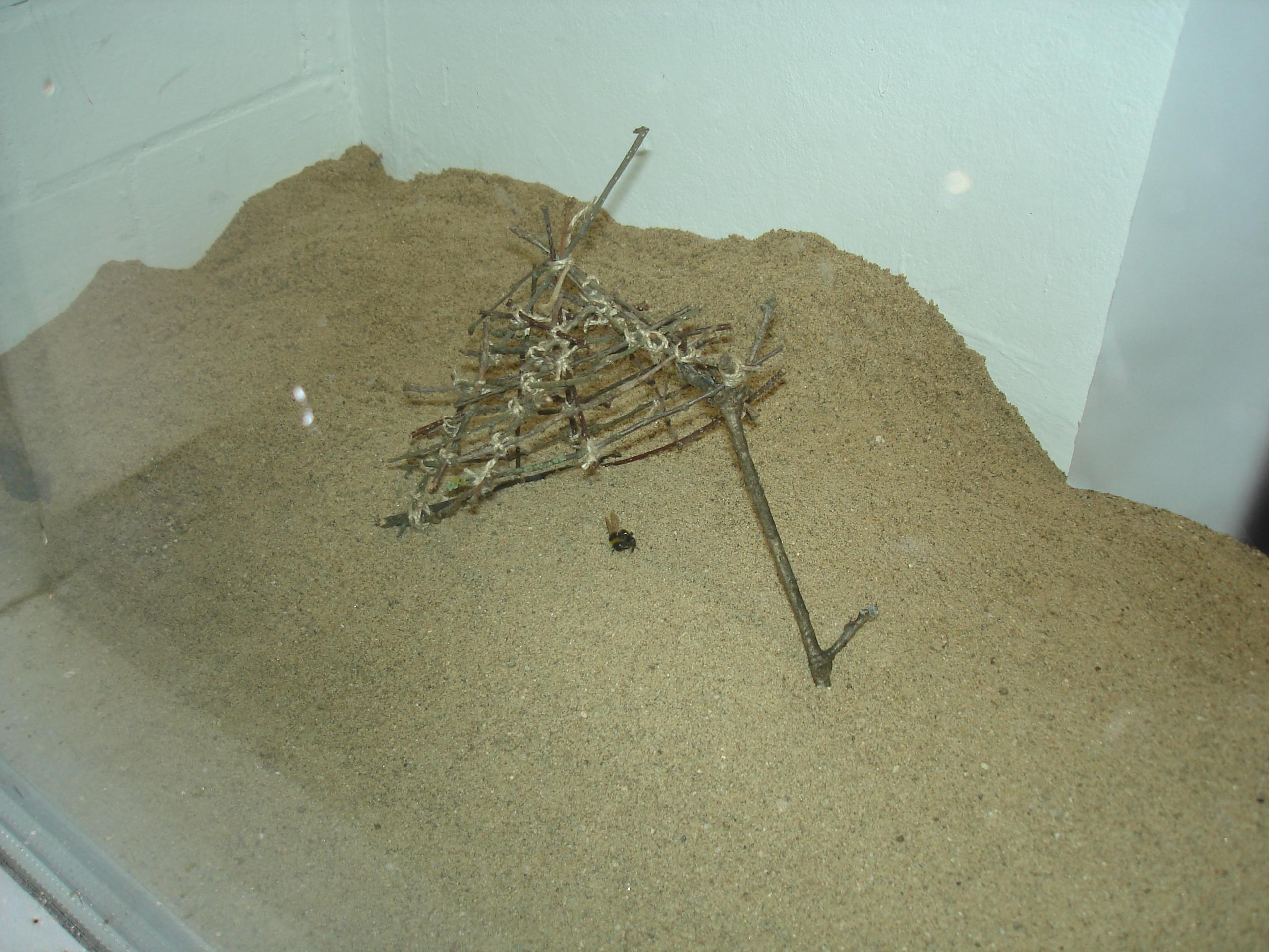 A small bug in a glass enclosure with sandy terrain and a structure made of twigs.