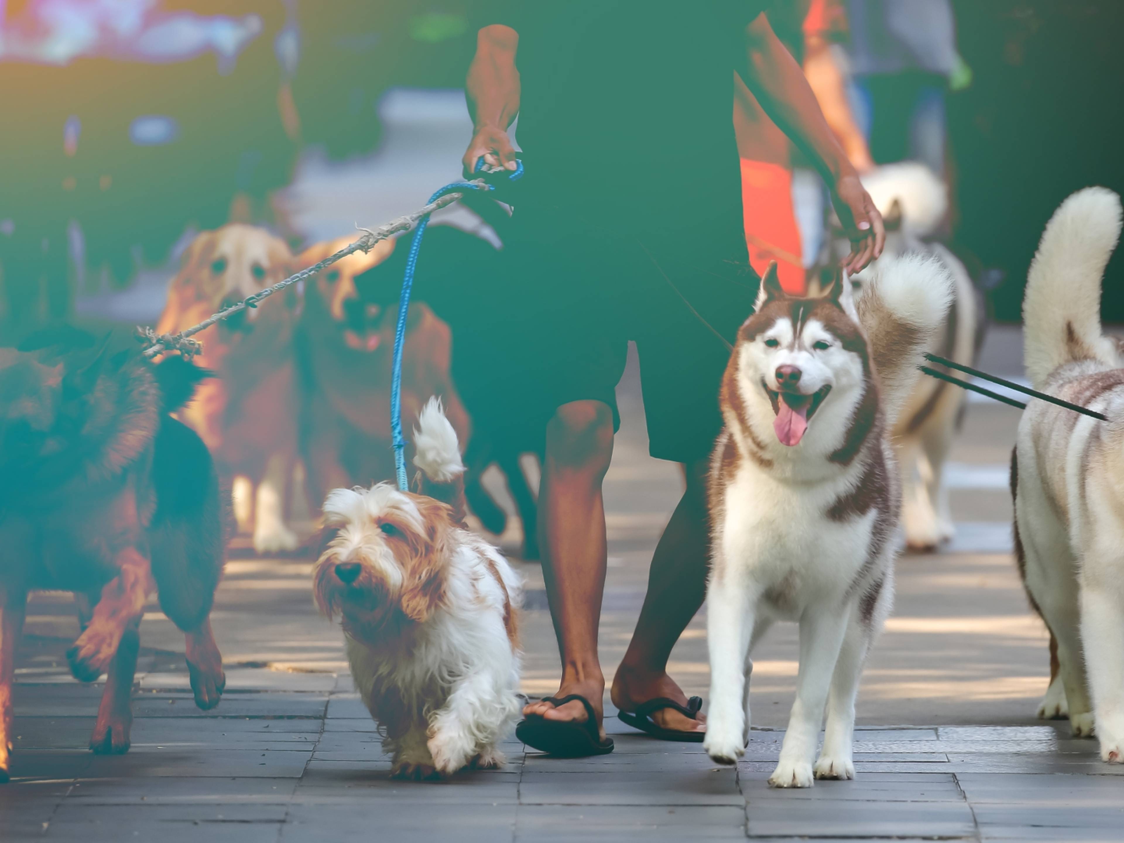 Person walking several dogs on leashes down a city sidewalk, including a husky and a shaggy brown and white dog.