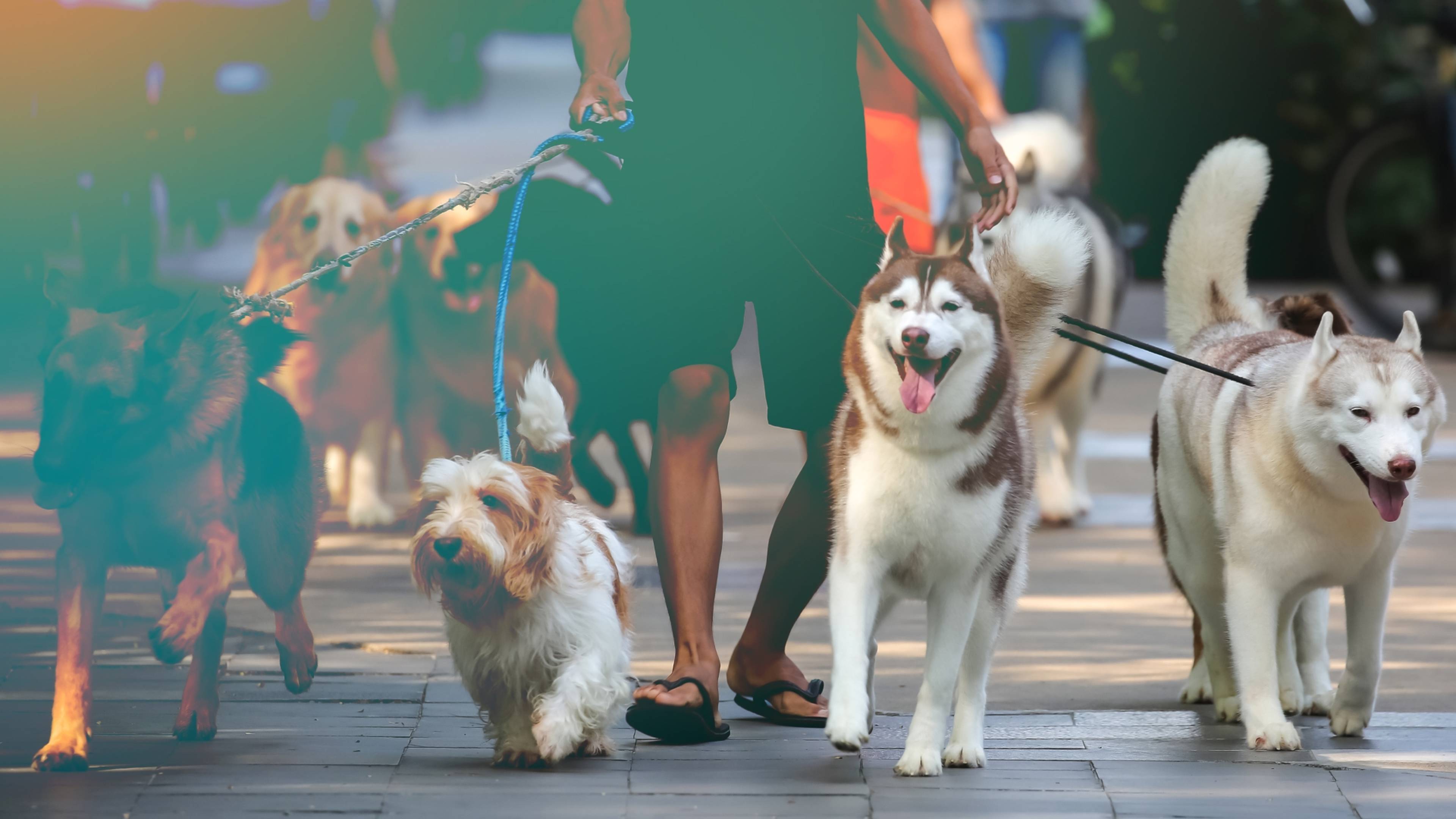 Person walking multiple dogs of various breeds, including huskies and a spaniel, on a sunny day in an urban setting.