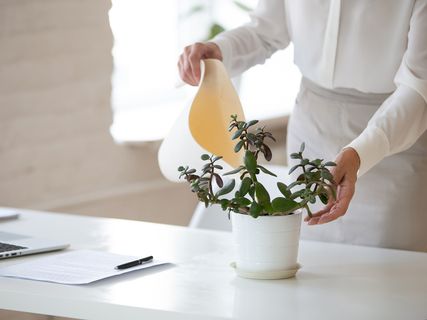 Come ridurre l’inquinamento domestico: le piante ci aiutano