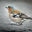 Animal image