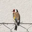 Animal image