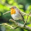 Animal image