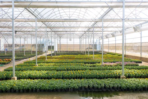 Myplant & Garden