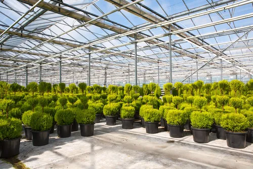 Myplant & Garden