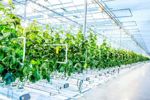 Myplant & Garden