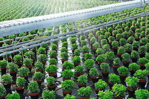 Myplant & Garden