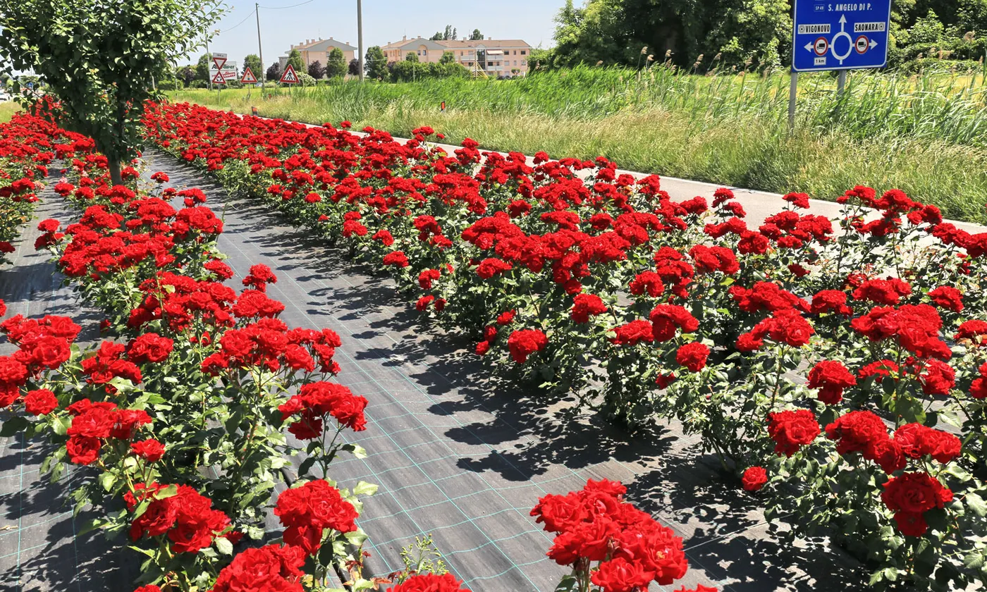 The Horticultural District of Saonara brings the excellence of Veneto's greenery to the My Plant & Garden Middle East Green Expo in Dubai
