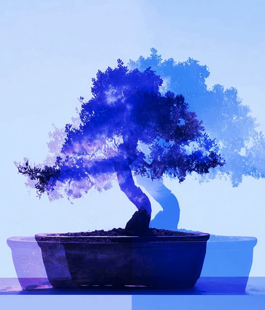 A bonsai tree with a double exposure effect, blending shades of blue and purple, in a shallow pot against a light blue background.