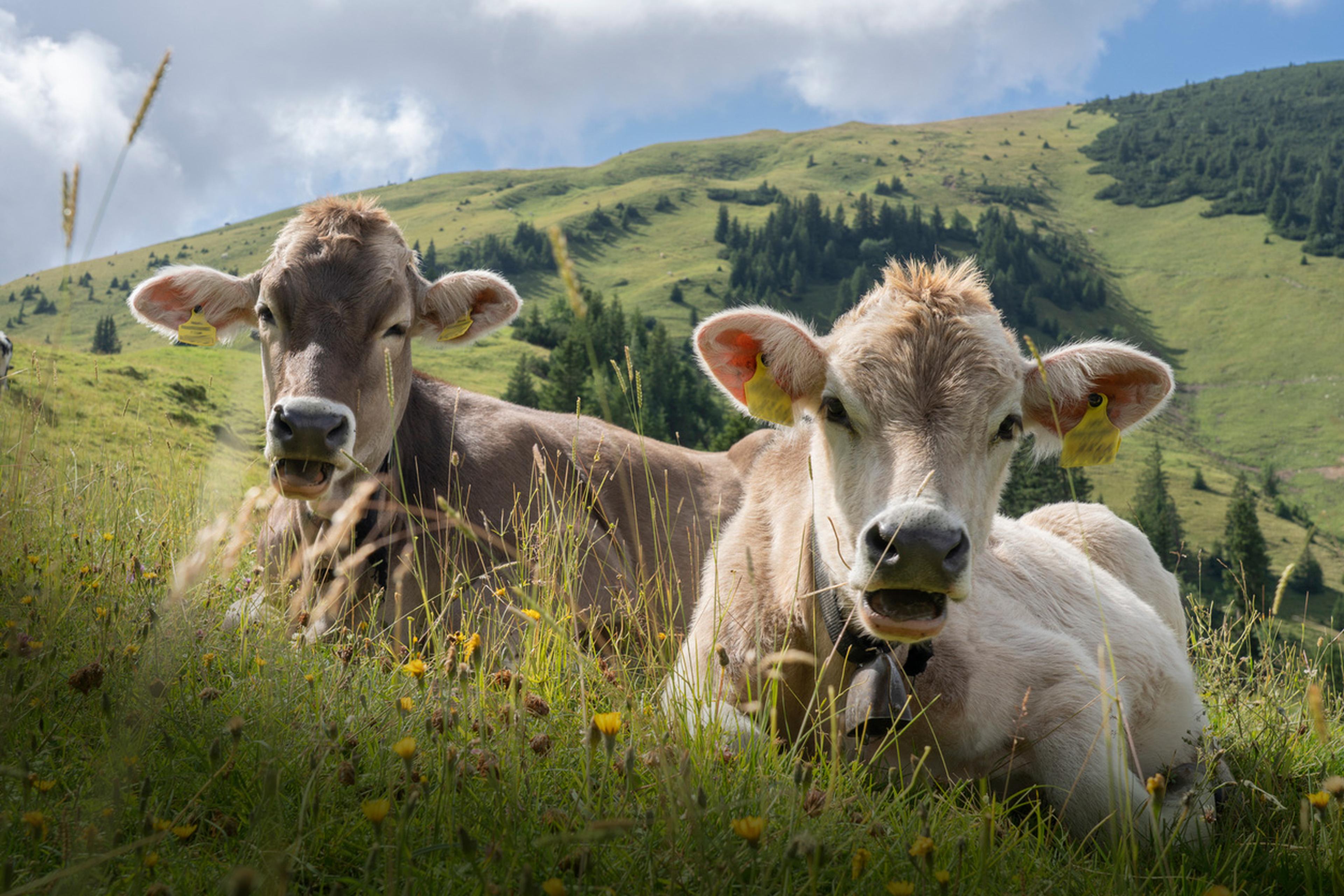 Kühe Oberallgäu