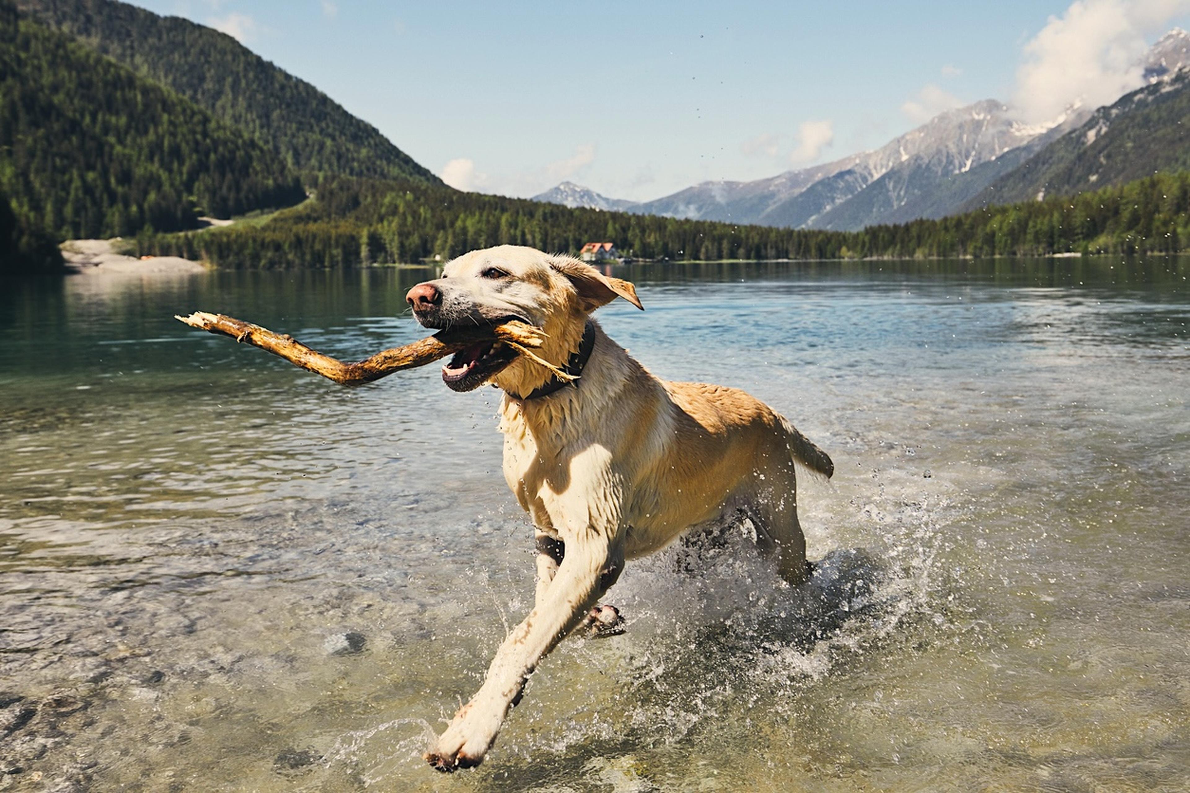 Hund rennt mit Stock im Wasser