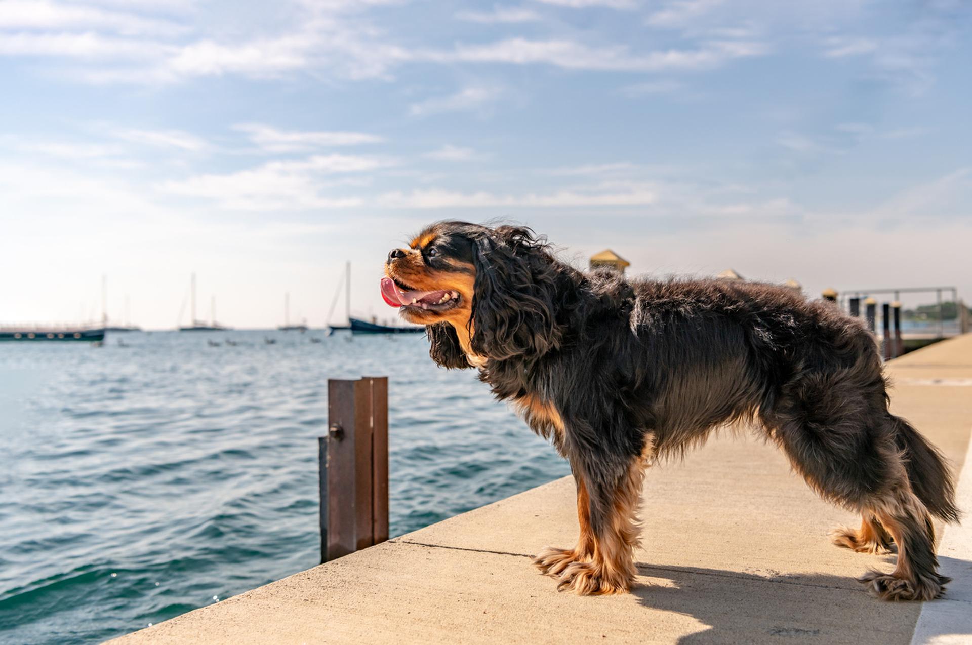 Hund am Seeufer