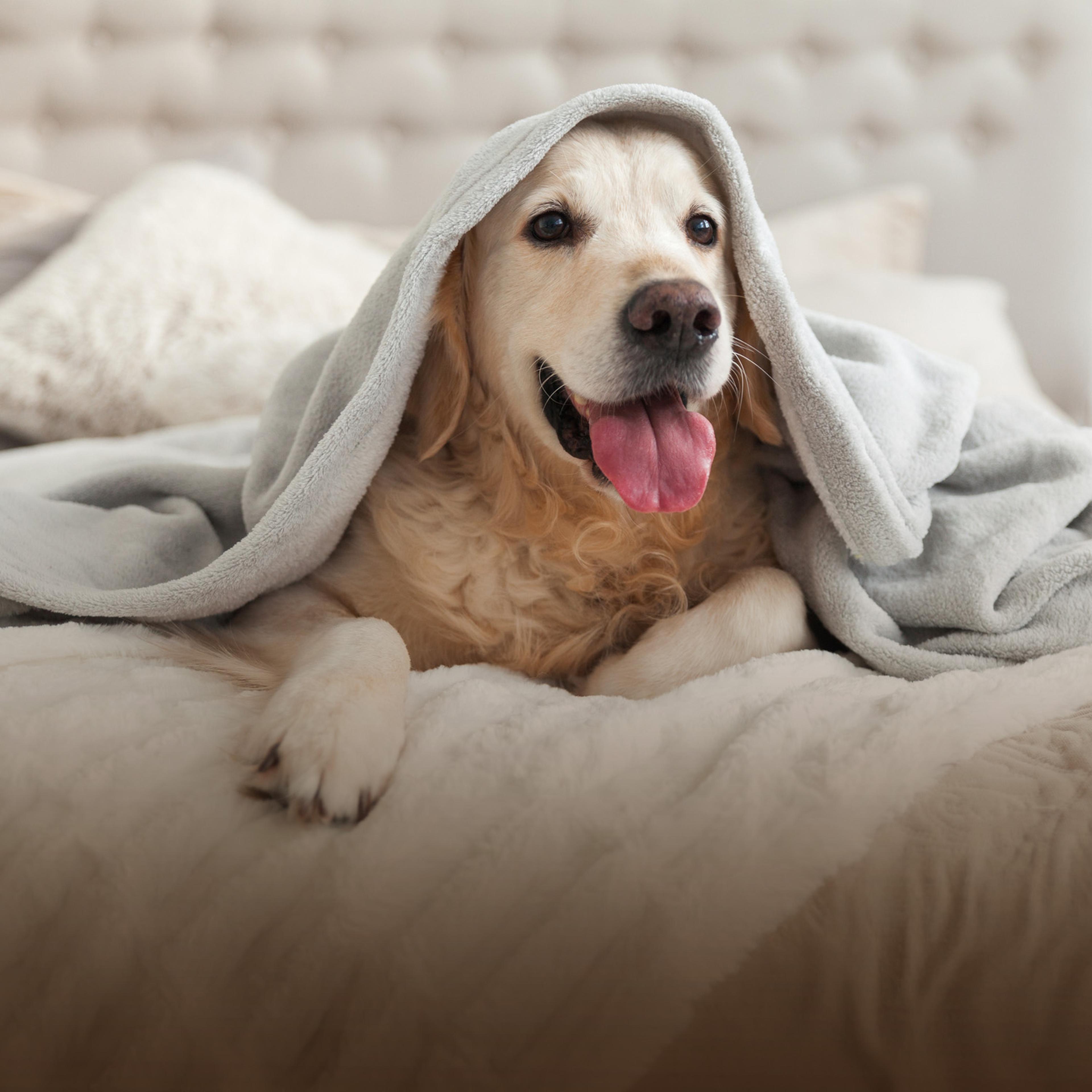 Hund Hotelbett