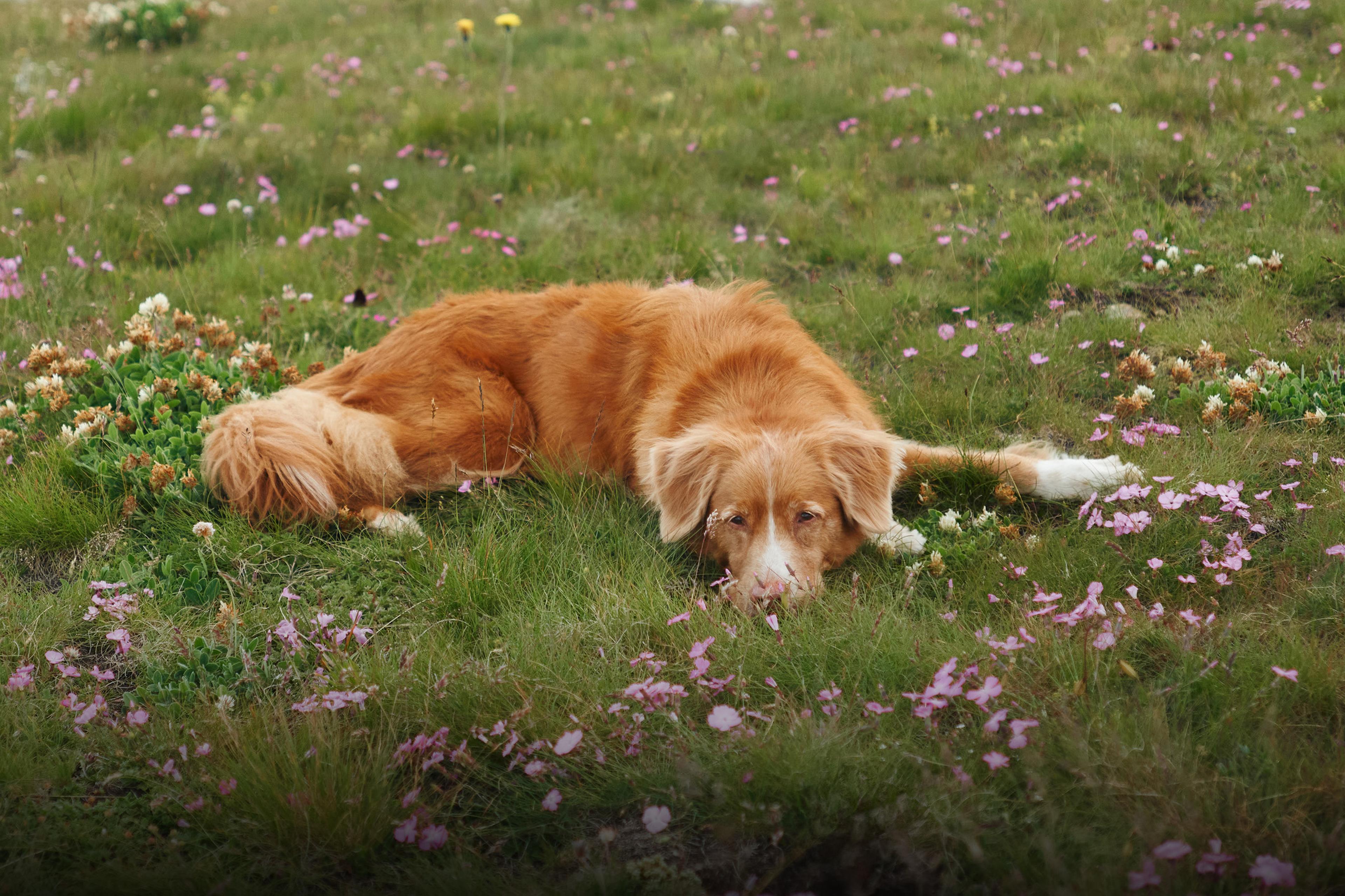 Hund liegend Wiese