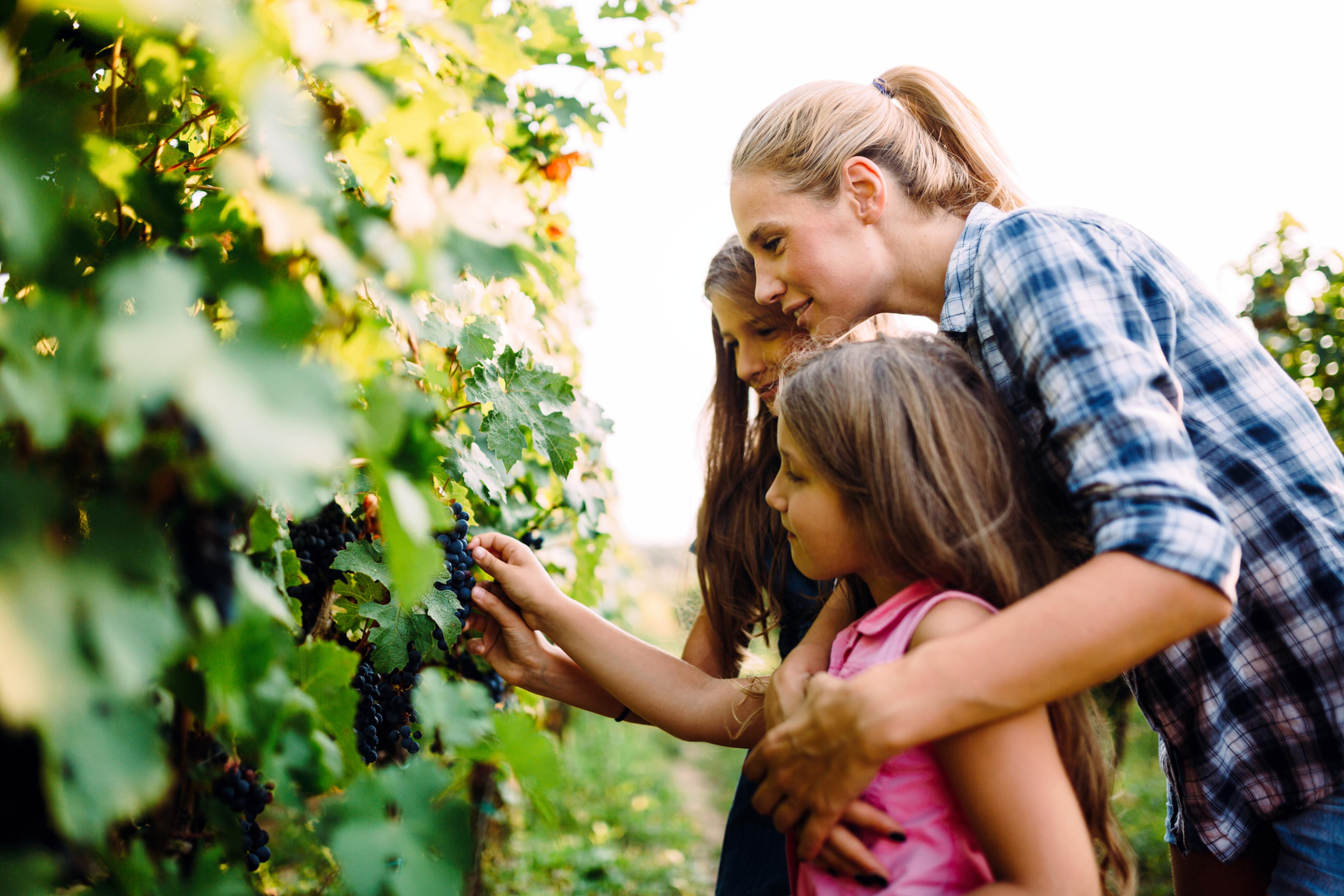 Familie in Weinbergen