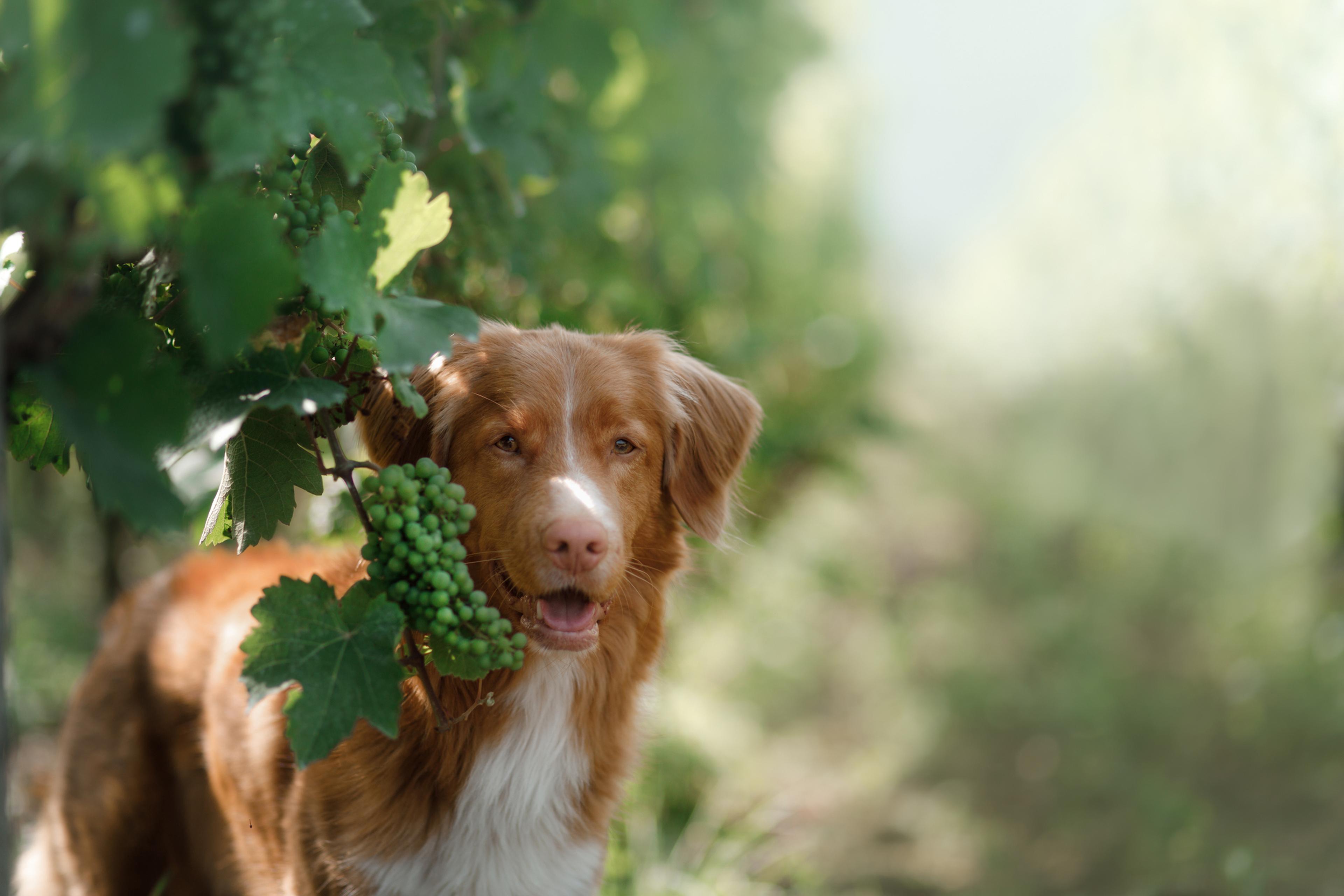 Hund im Weinberg