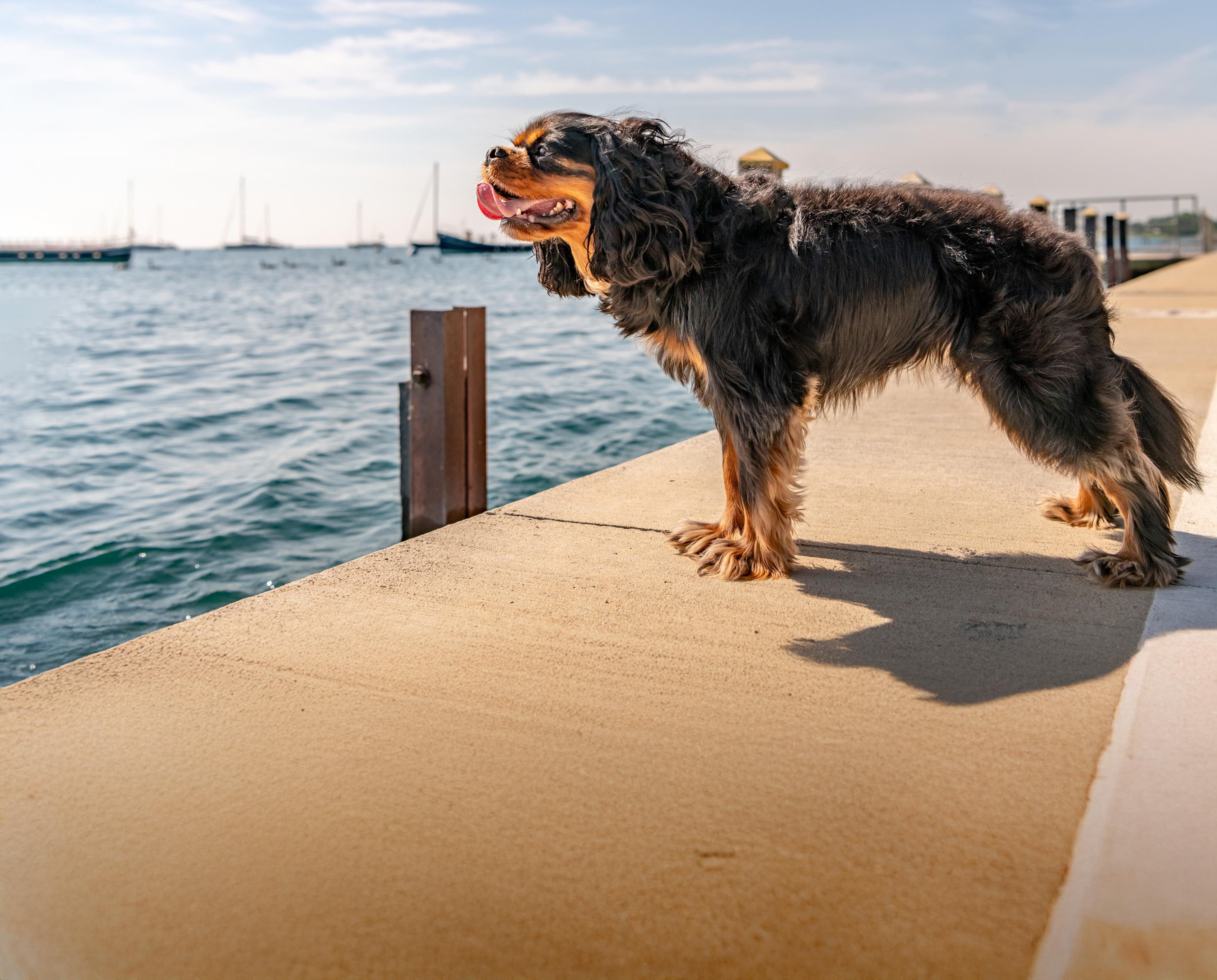 Bodensee Ufer Hund