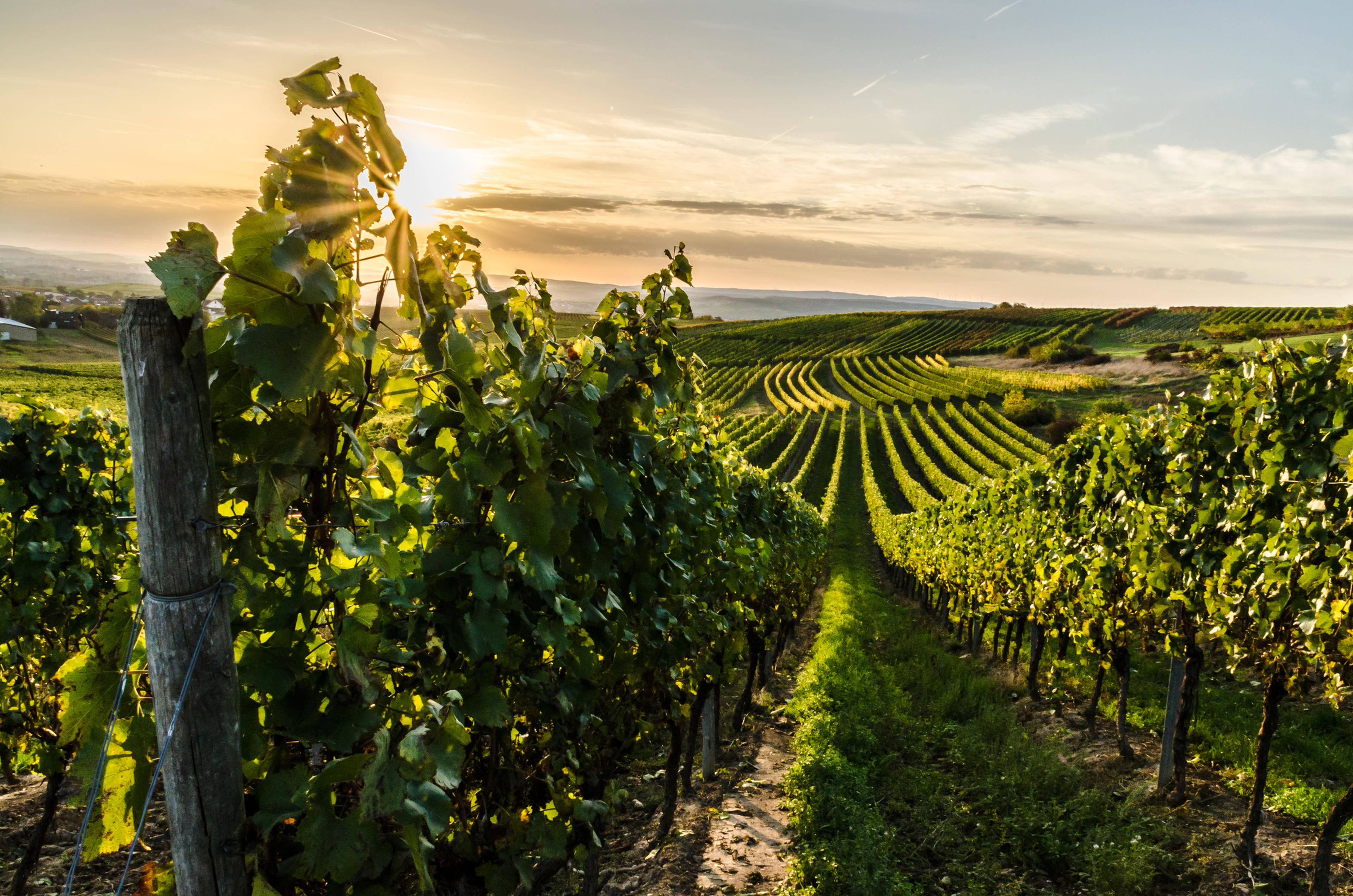 Weinberg in Rheinhessen