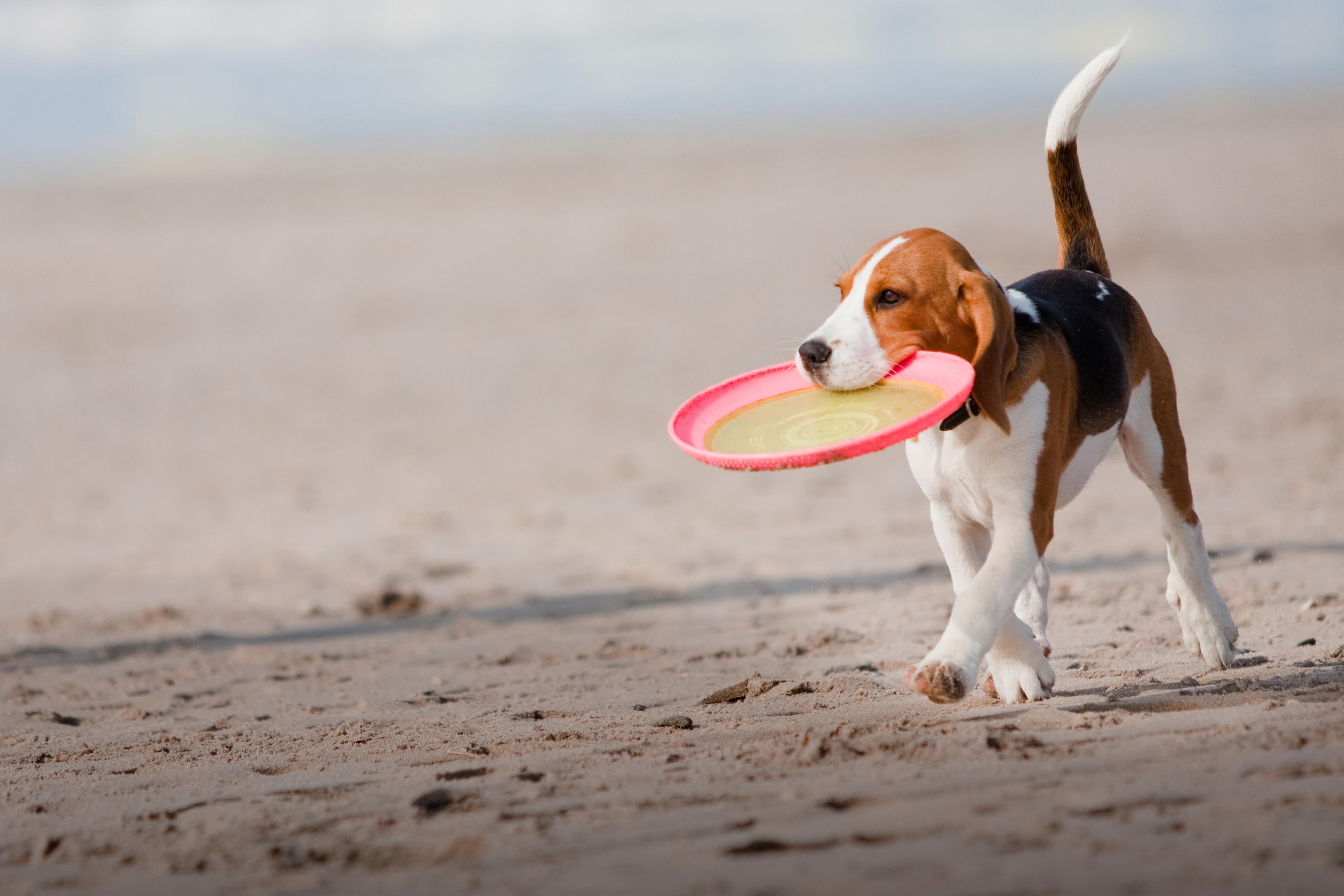 Ostseestrand Hund