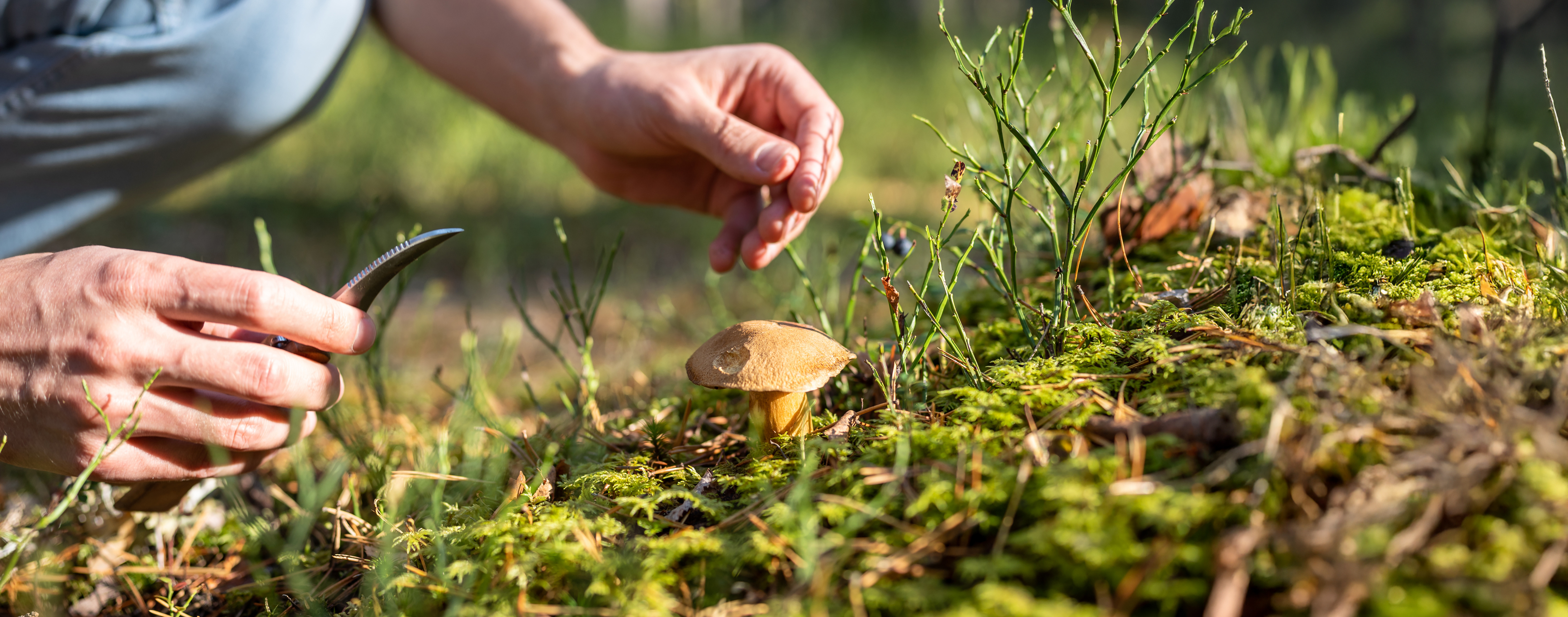 pilz am waldboden