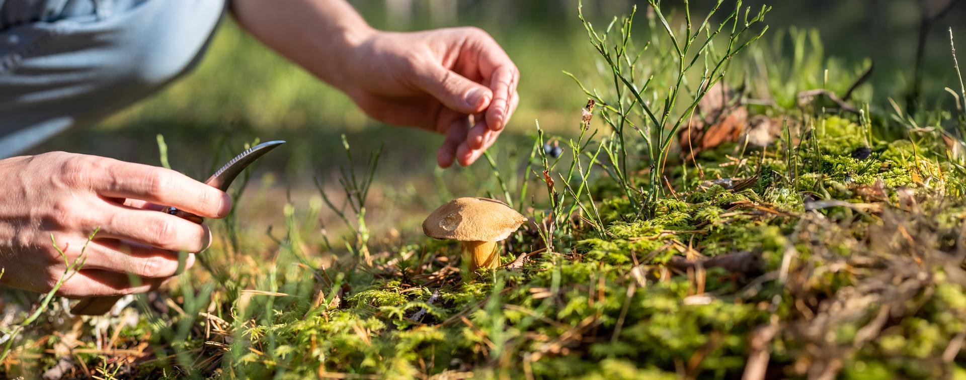 pilz am waldboden