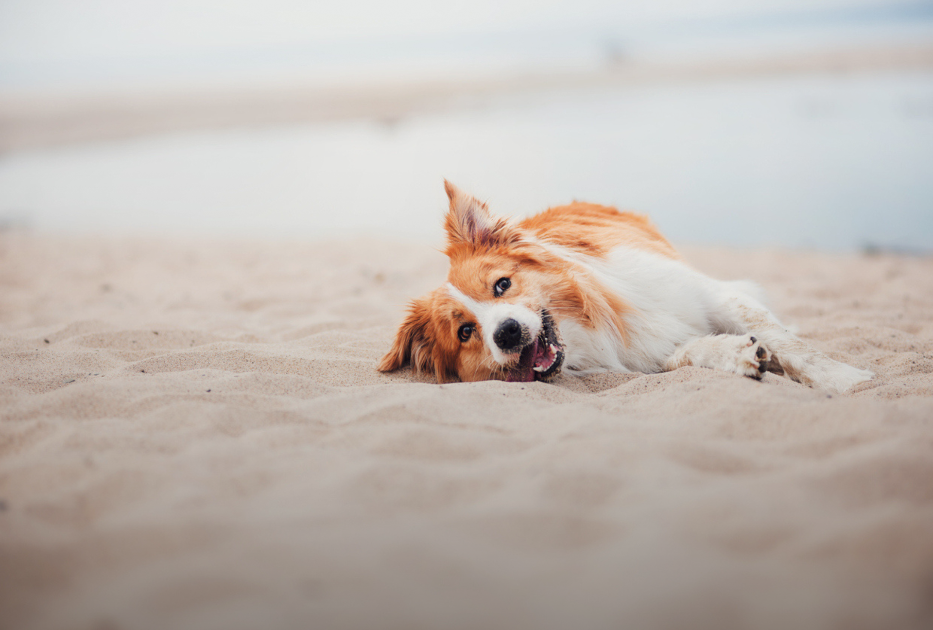 Collie liegt am Strand
