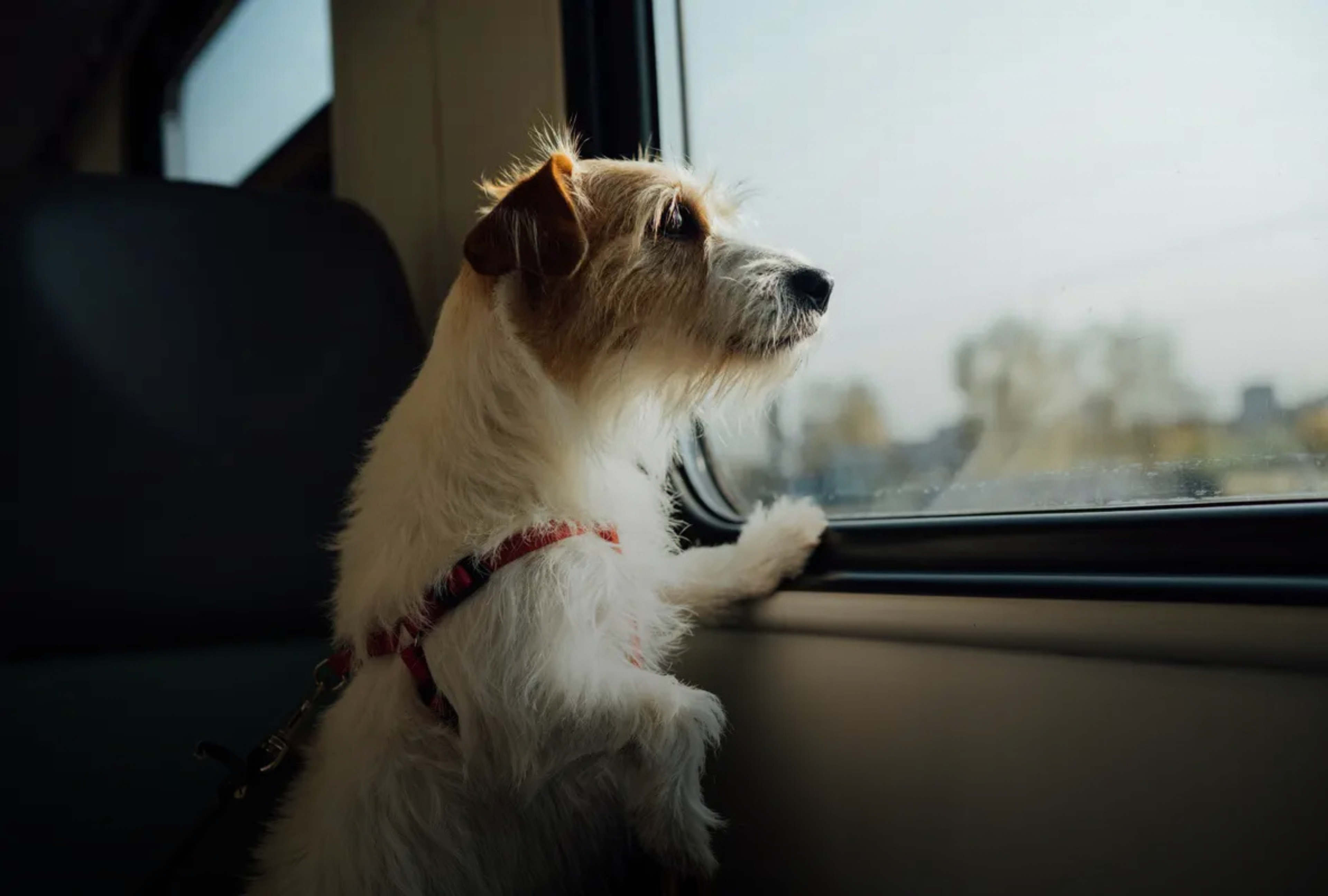 Hund schaut aus dem Bahnfenster